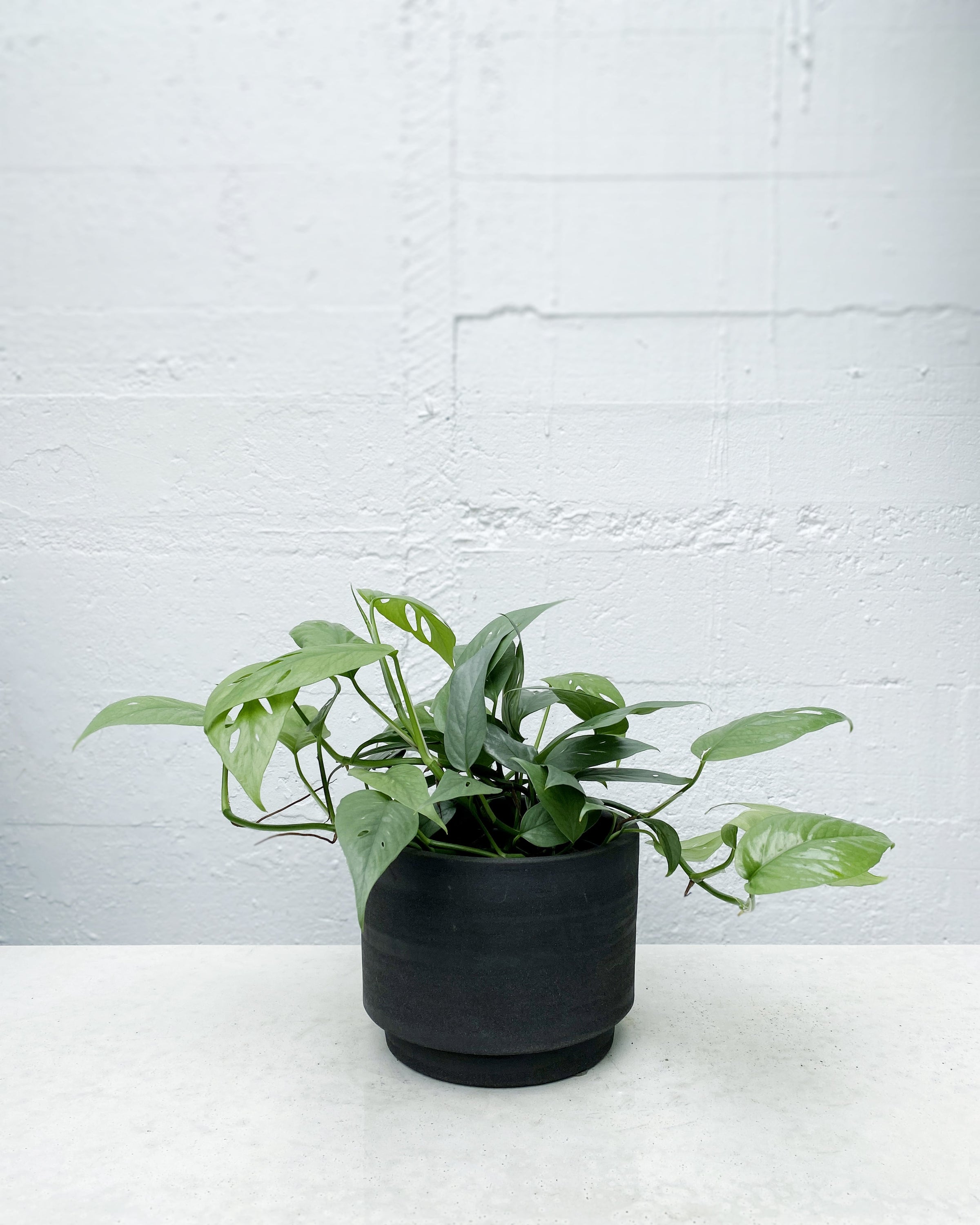 Epipremnum 'cebu blue'