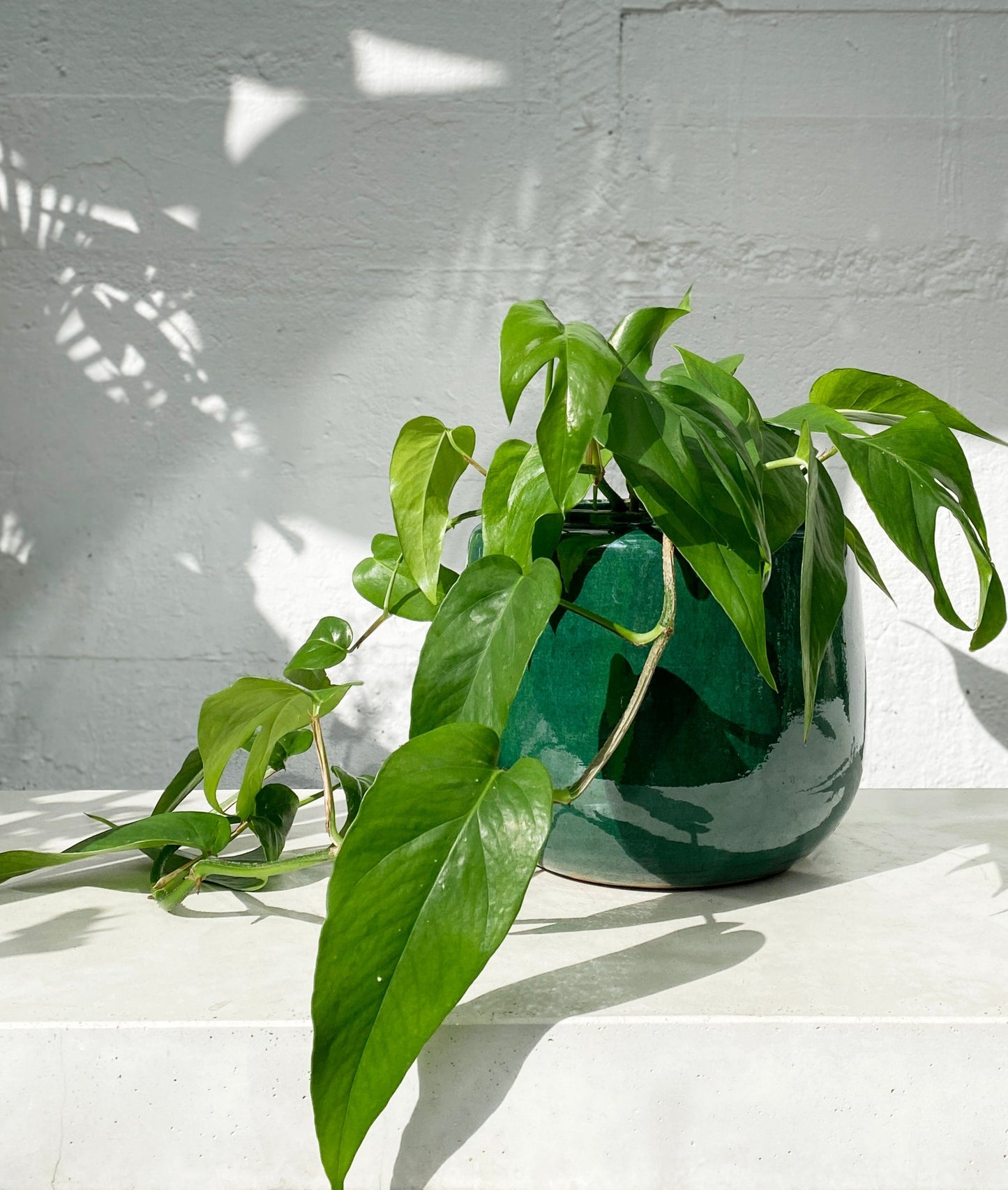 Dragon's tail: Epipremnum pinnatum
