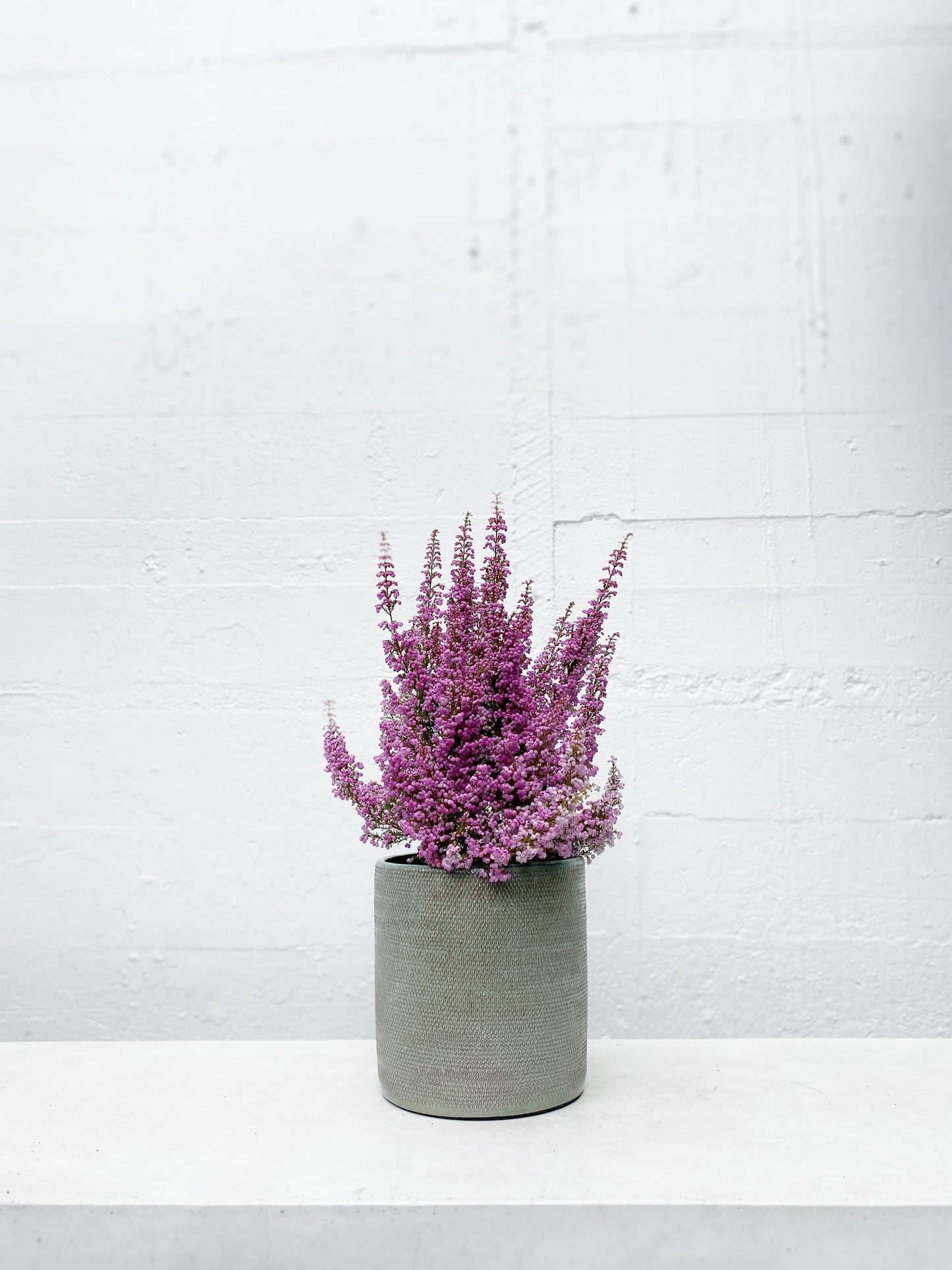 Erica melanthera