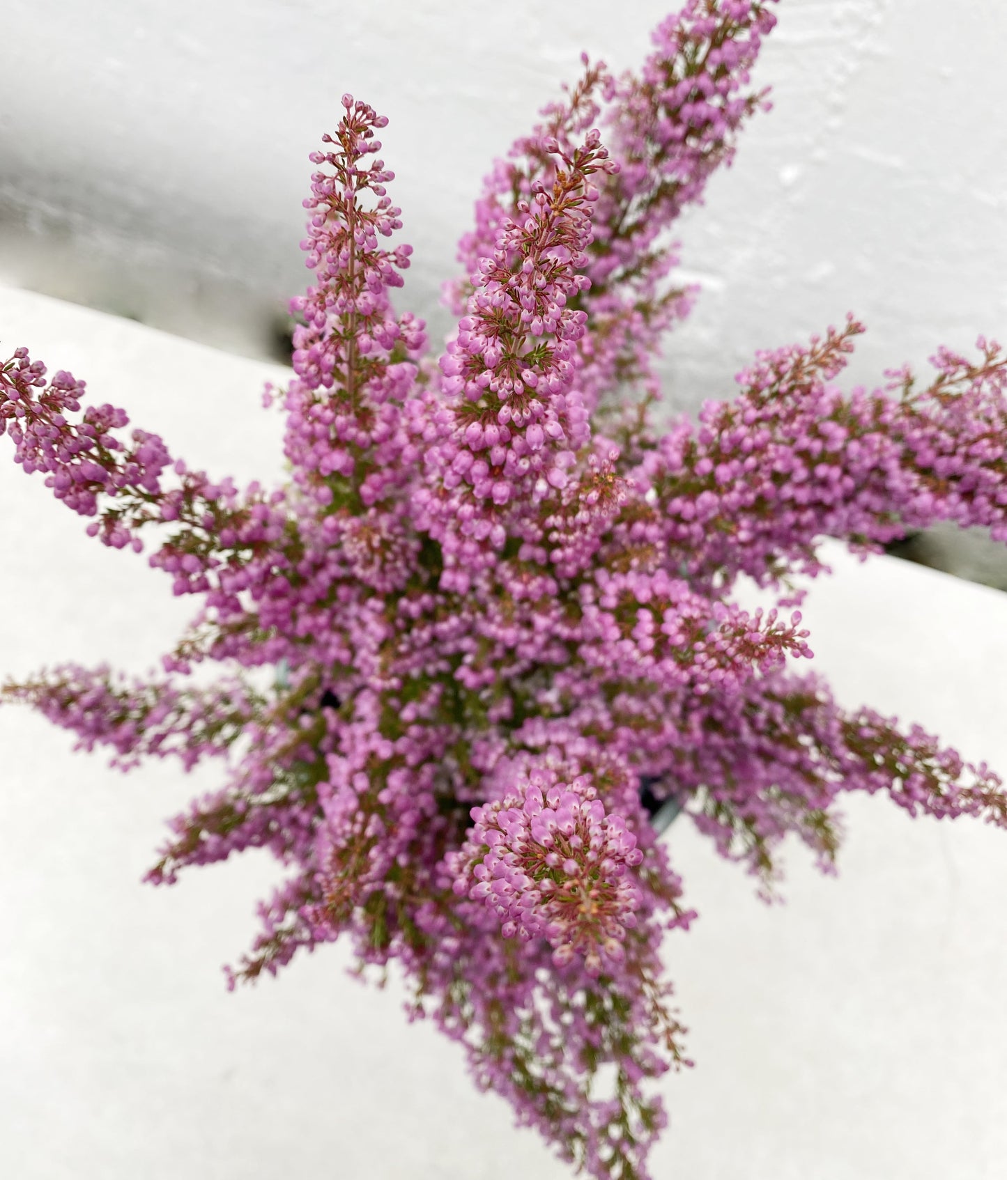 Erica melanthera