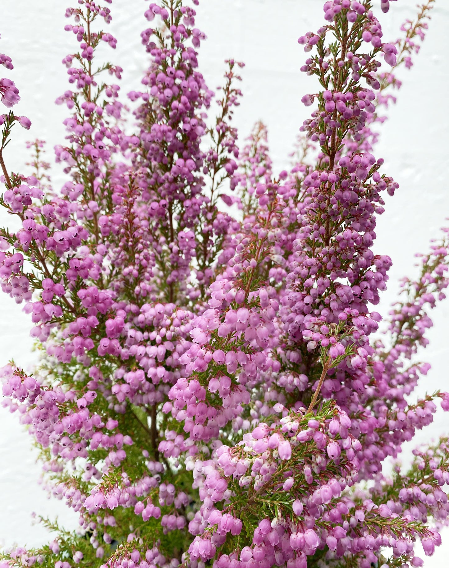 Erica melanthera