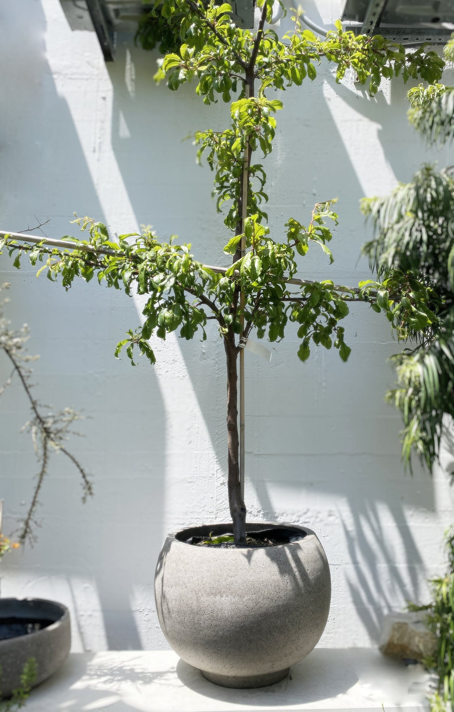 Prunus salicina Luisa - Japanese Plum