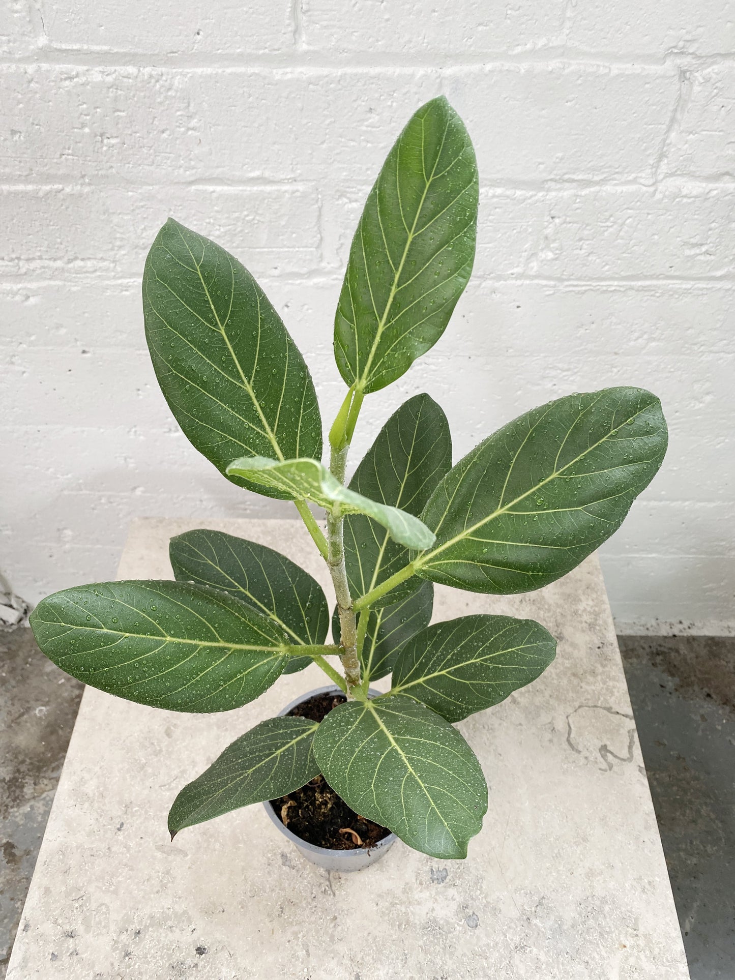 Ficus Audrey