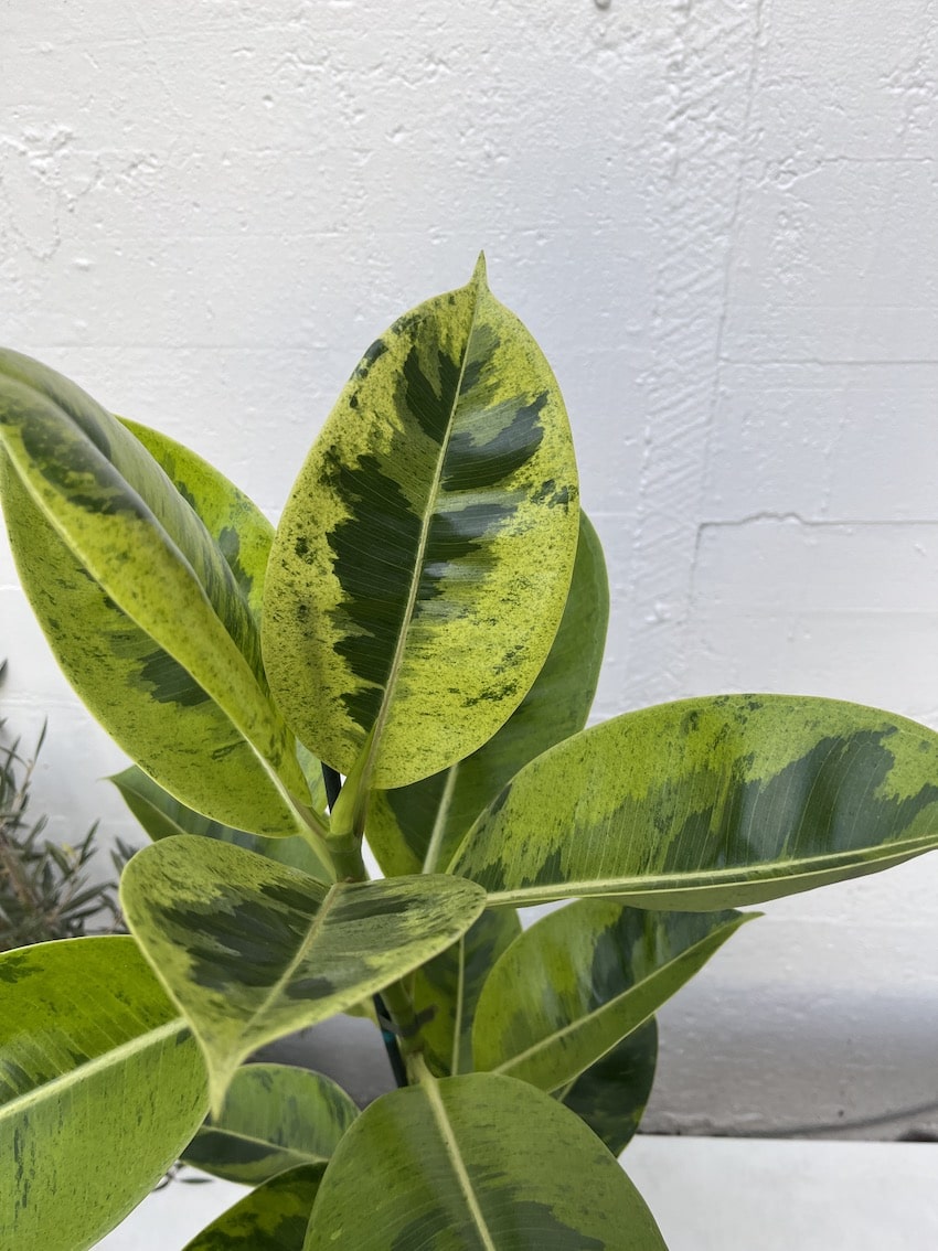 rubber tree shivereana Ficus shivereana – Babylon Store
