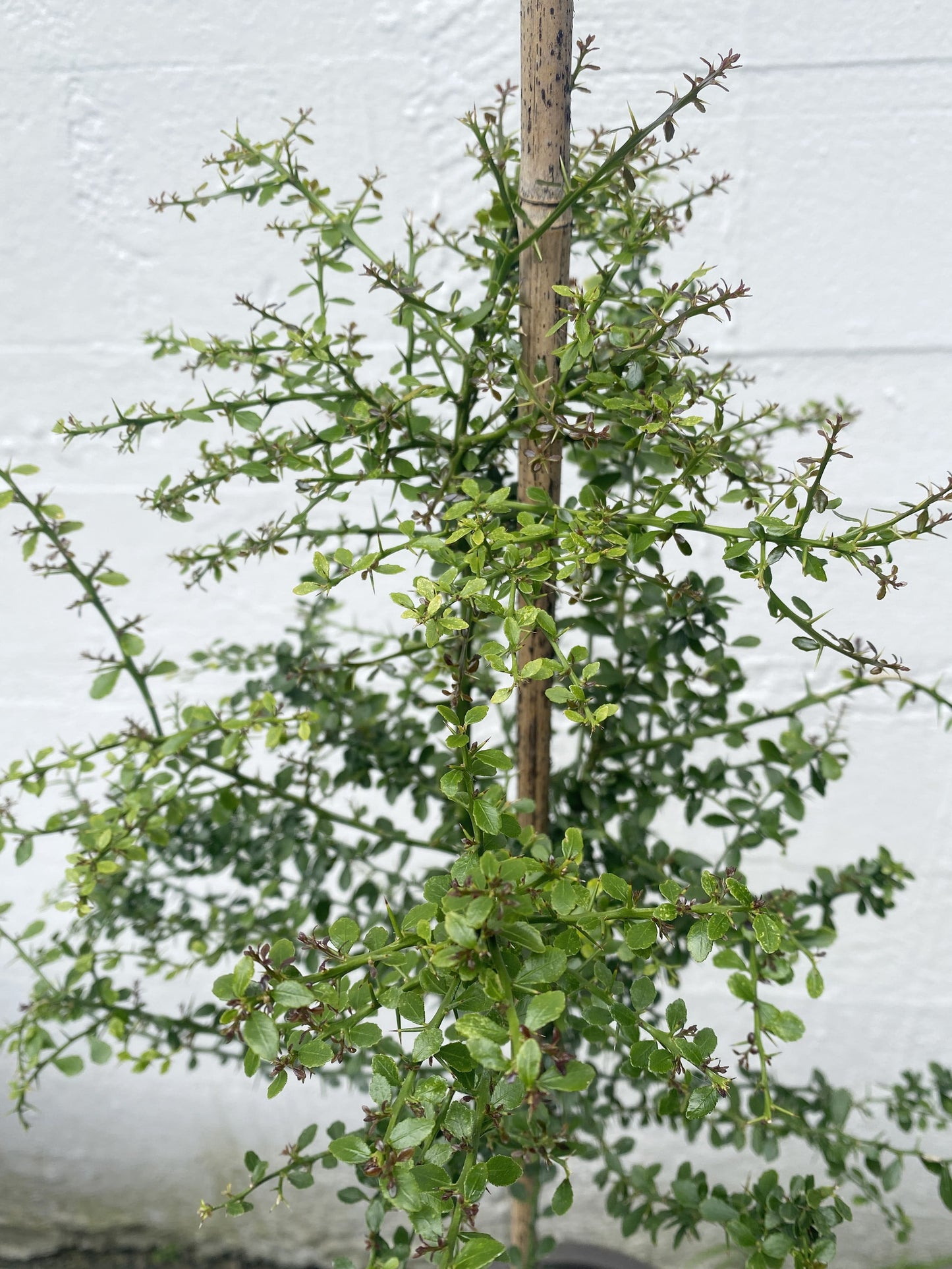 Citrus Finger Lime