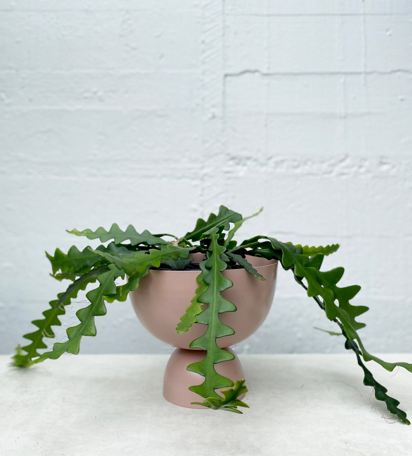 Disocactus anguliger - Fishbone cactus