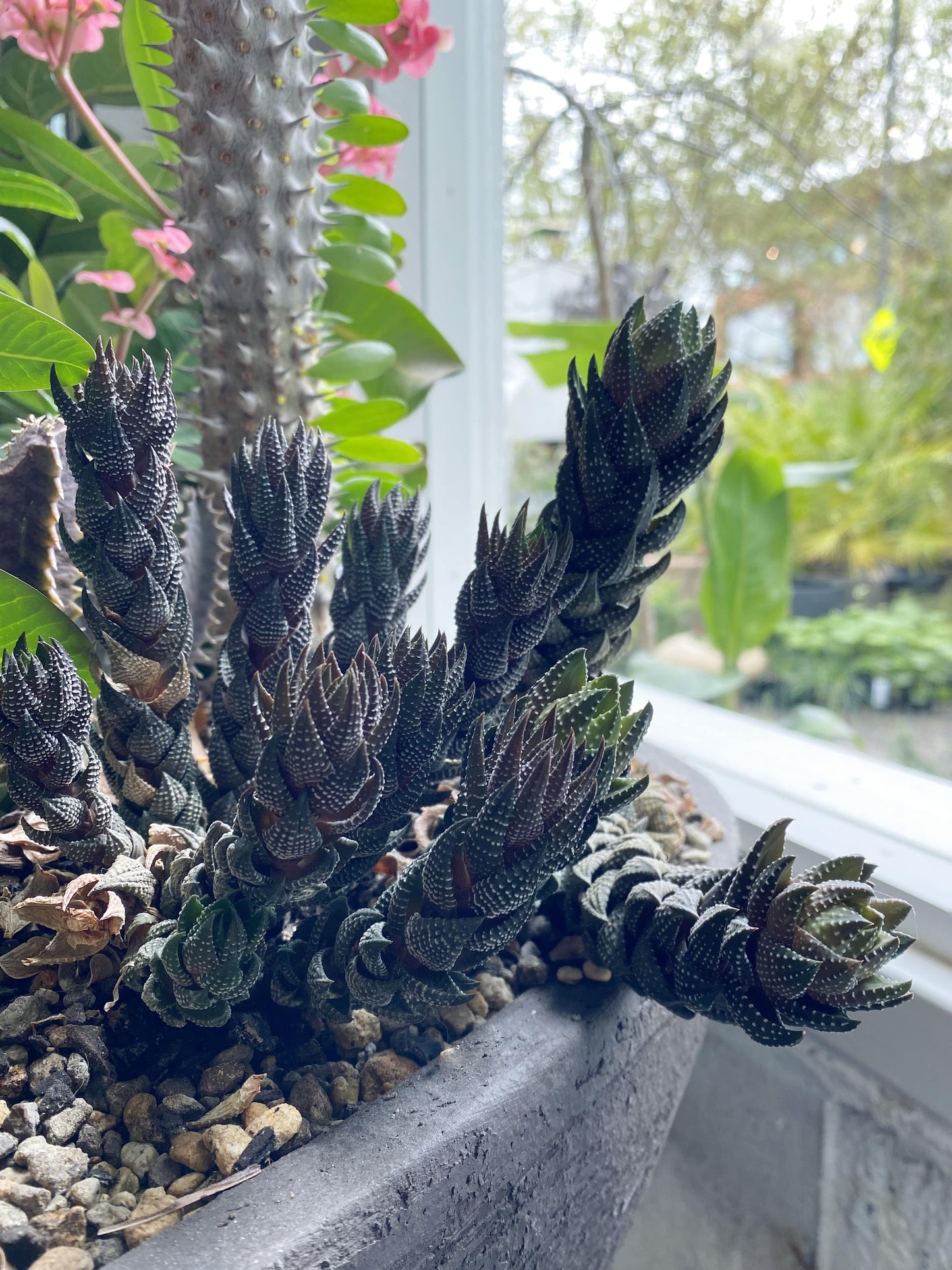 Haworthia reinwardtii