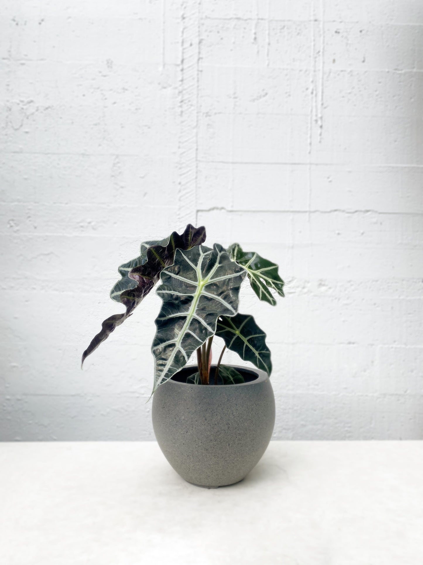 Alocasia 'Polly'