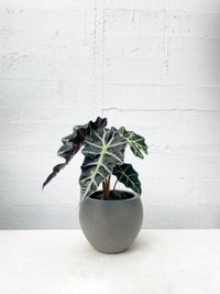 Alocasia 'Polly'