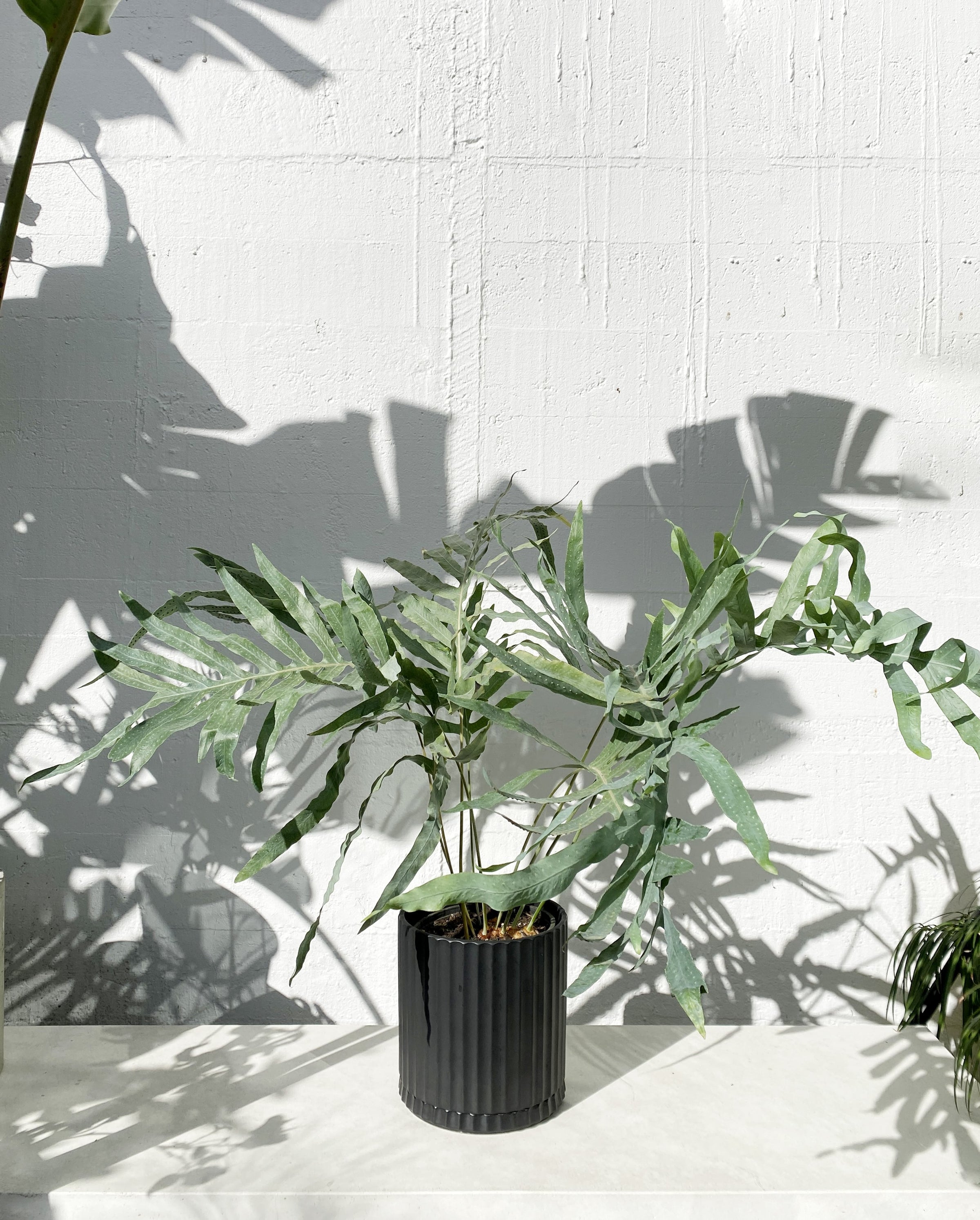 Polypodium hounds foot fern