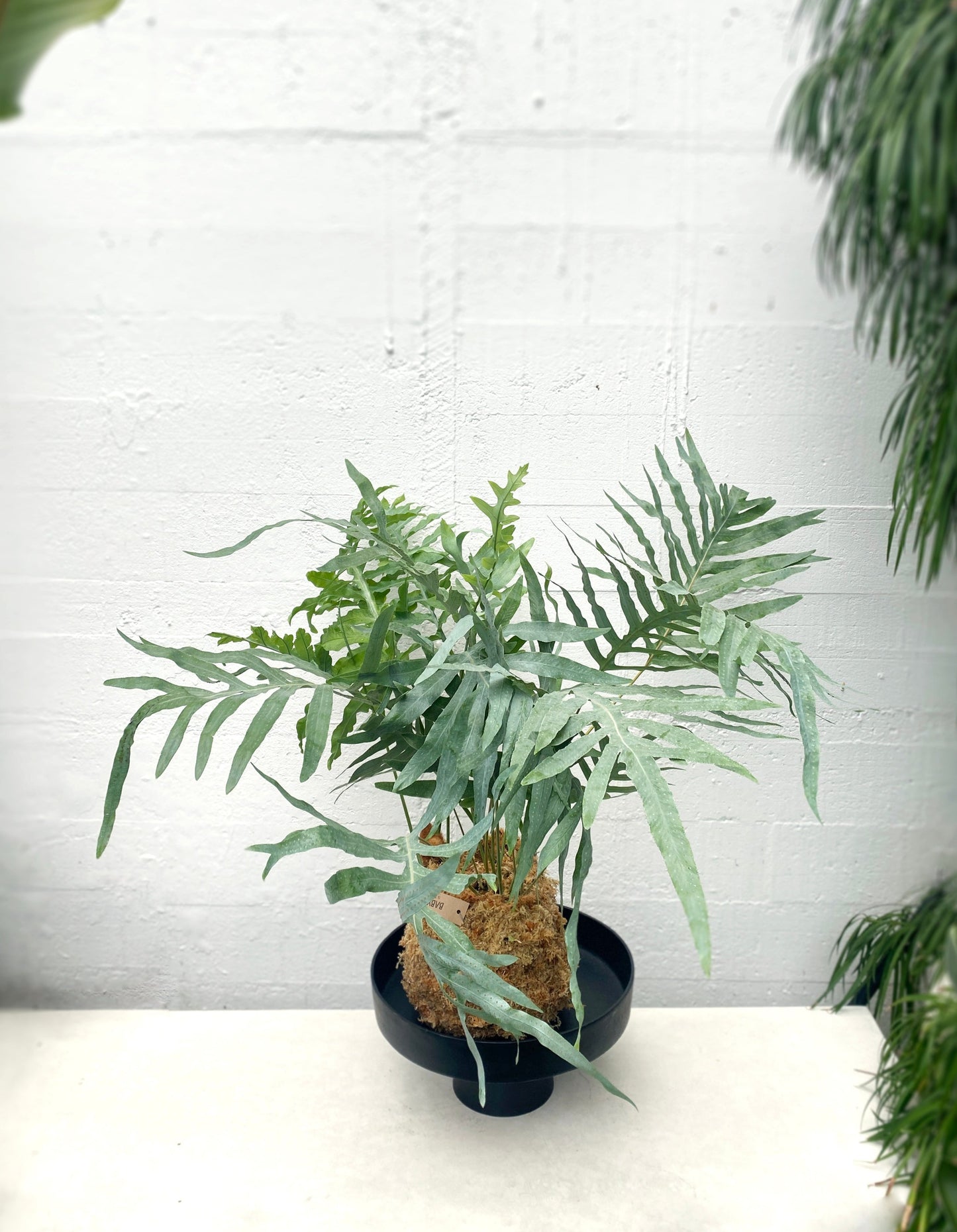Large houndsfoot fern kokedama