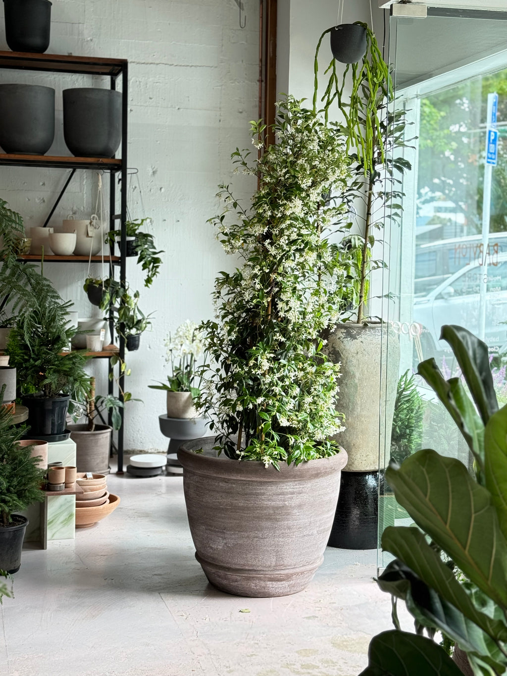 trailing jasmine indoor plant Star Jasmine