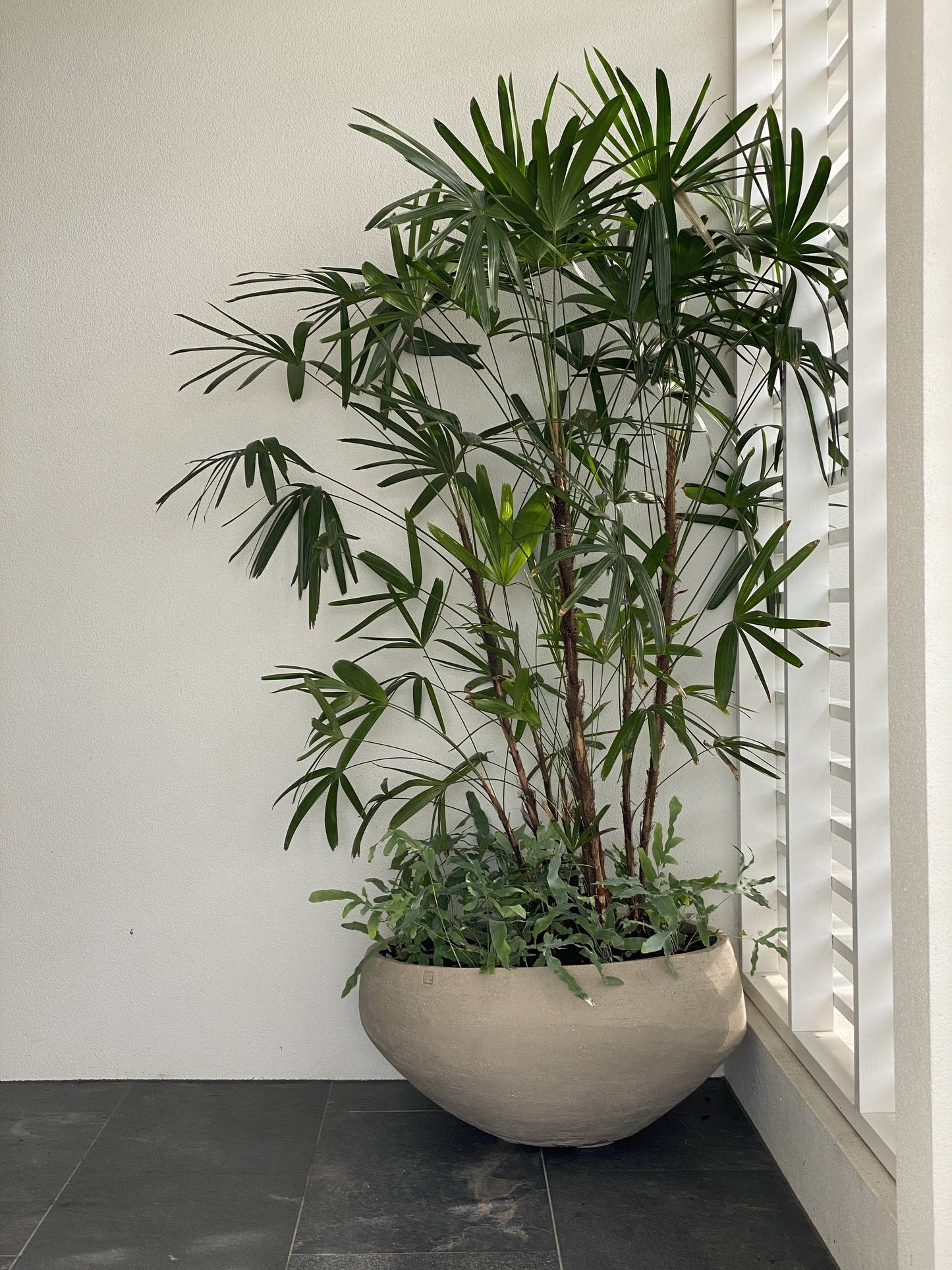 Potted Plant Design Visit