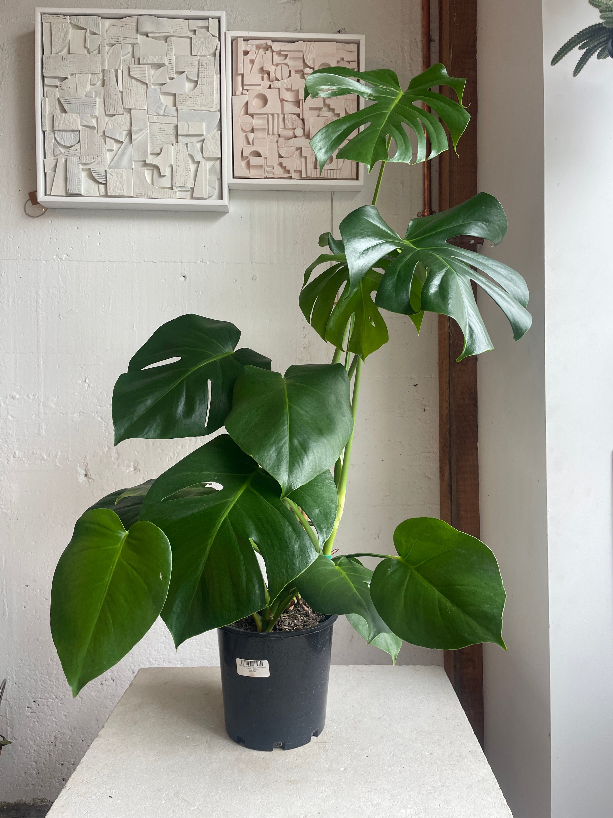 Monstera deliciosa (Fruit Salad Plant)
