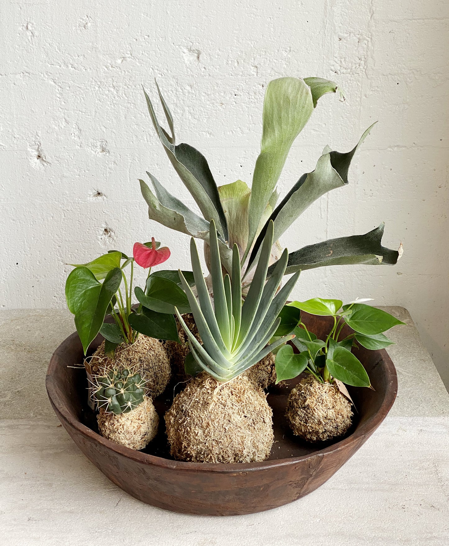 Kokedama Kits