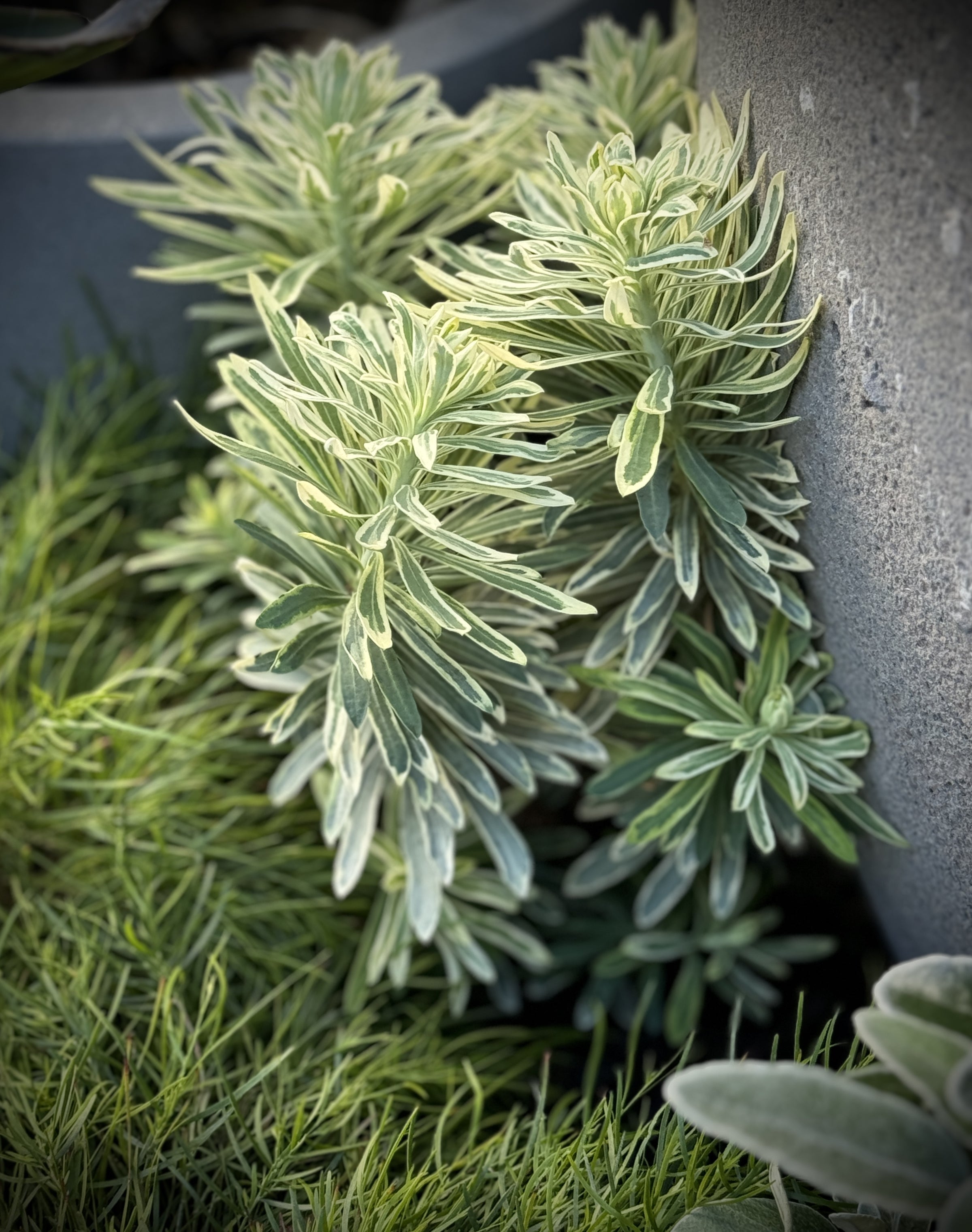 Euphorbia 'Snow Tops'