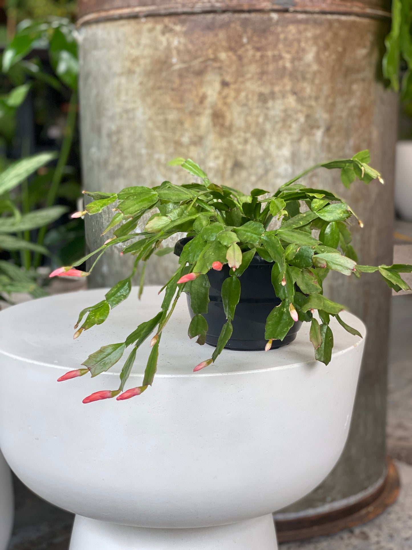Zygo Schlumbergea - Christmas Cactus