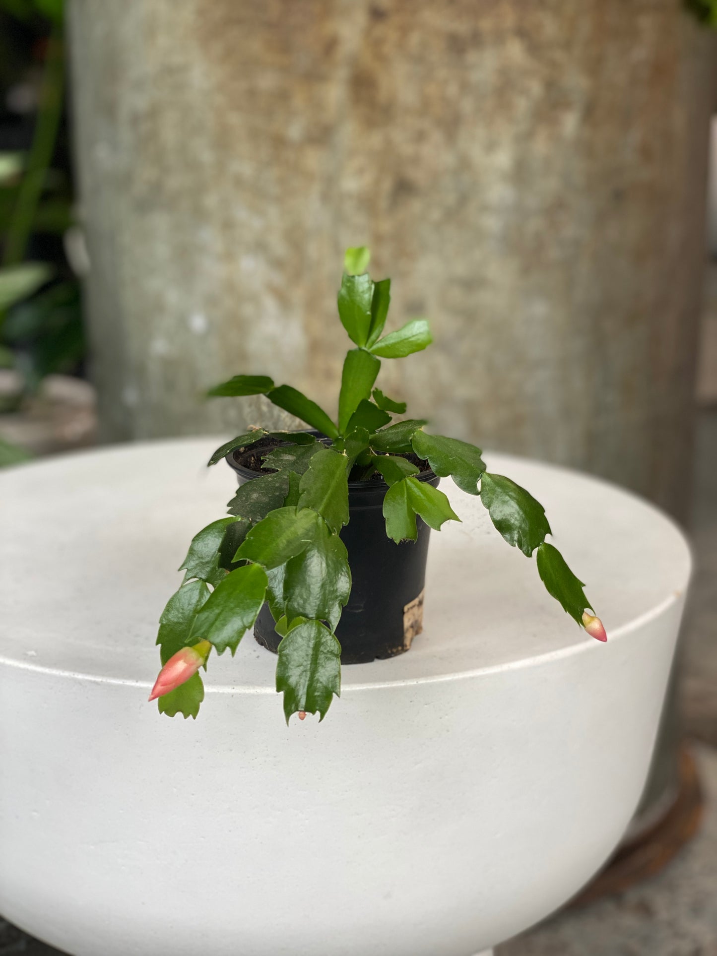 Zygo Schlumbergea - Christmas Cactus