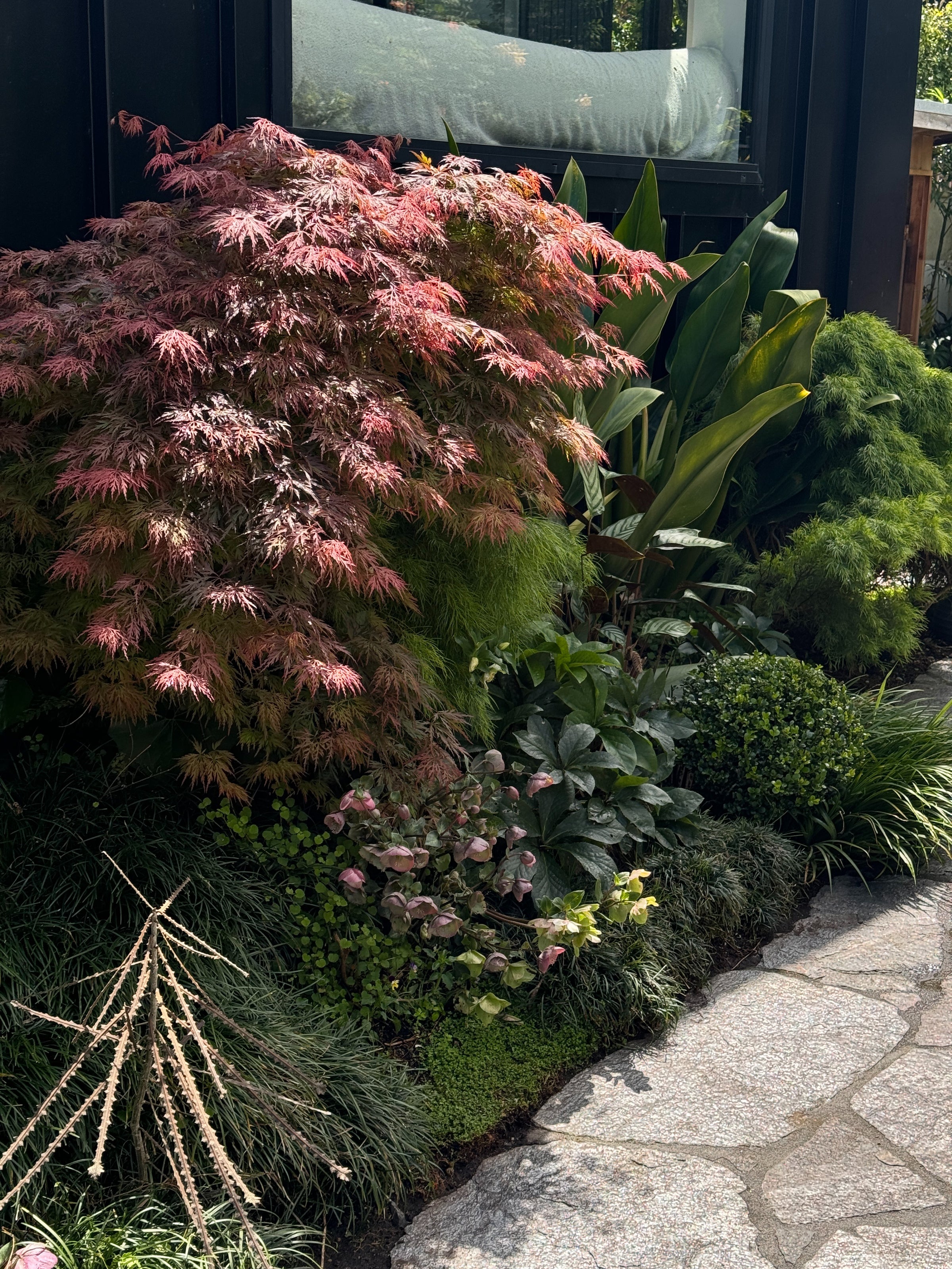 Acer 'Crimson Queen'