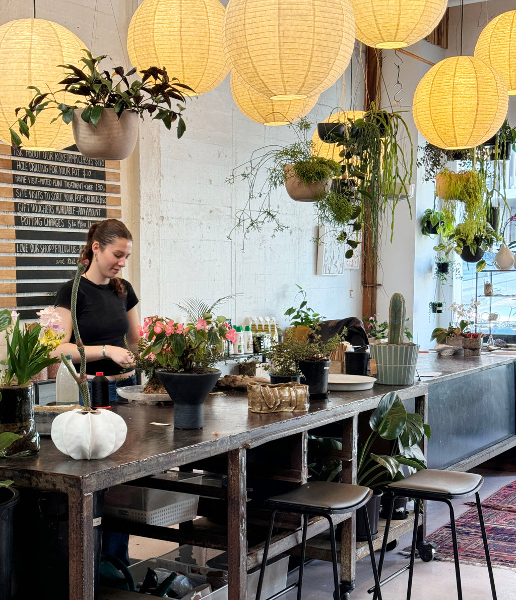 Large indoor plants Babylon Store