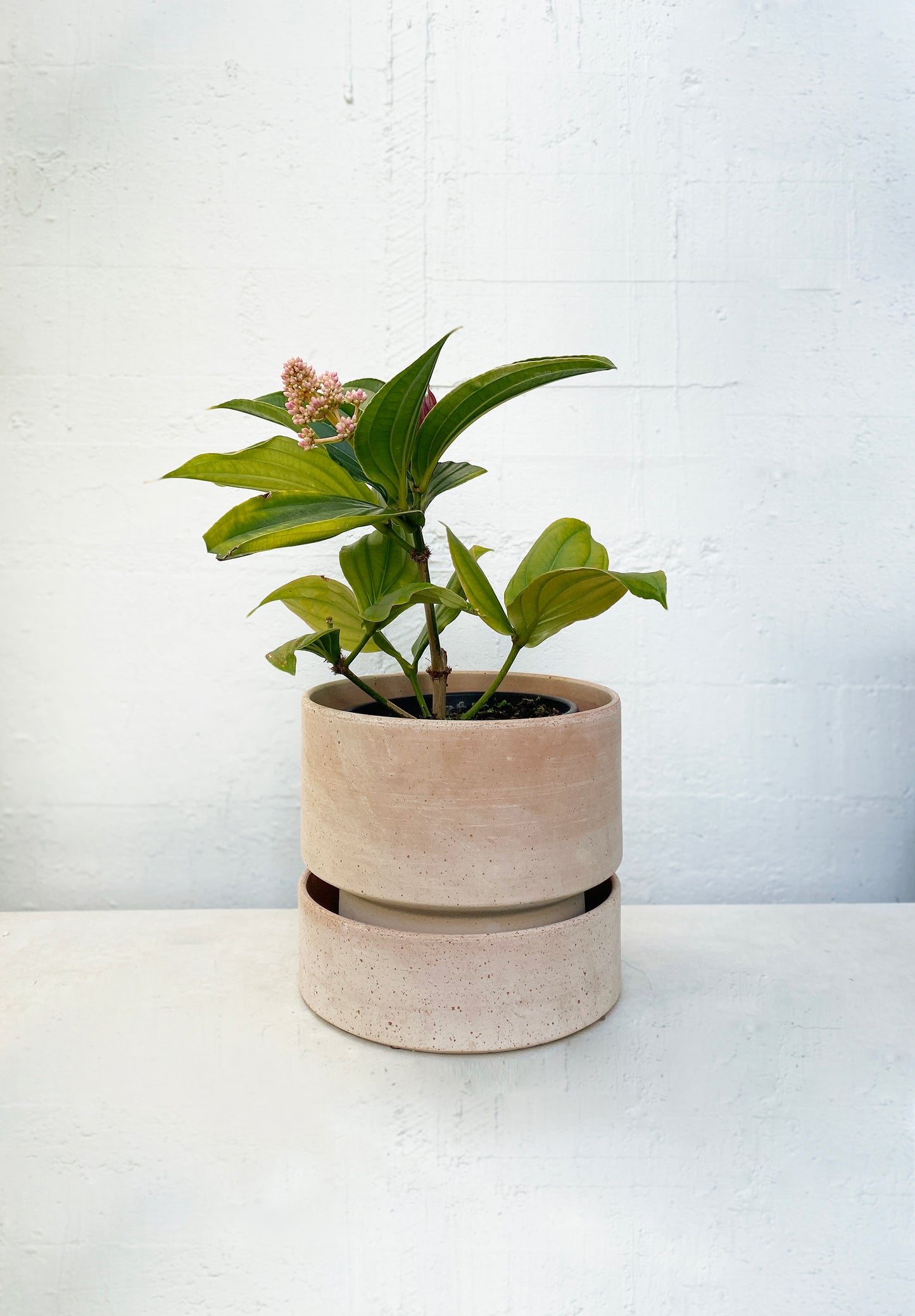 Medinilla myriantha