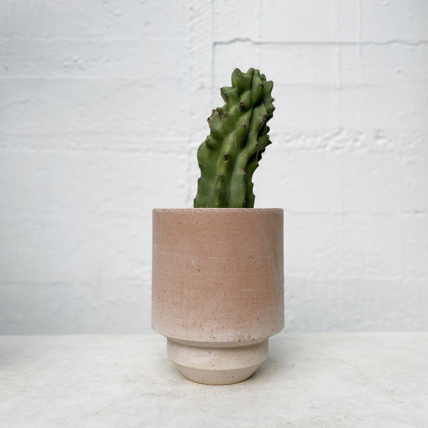 Cereus 'colossus'