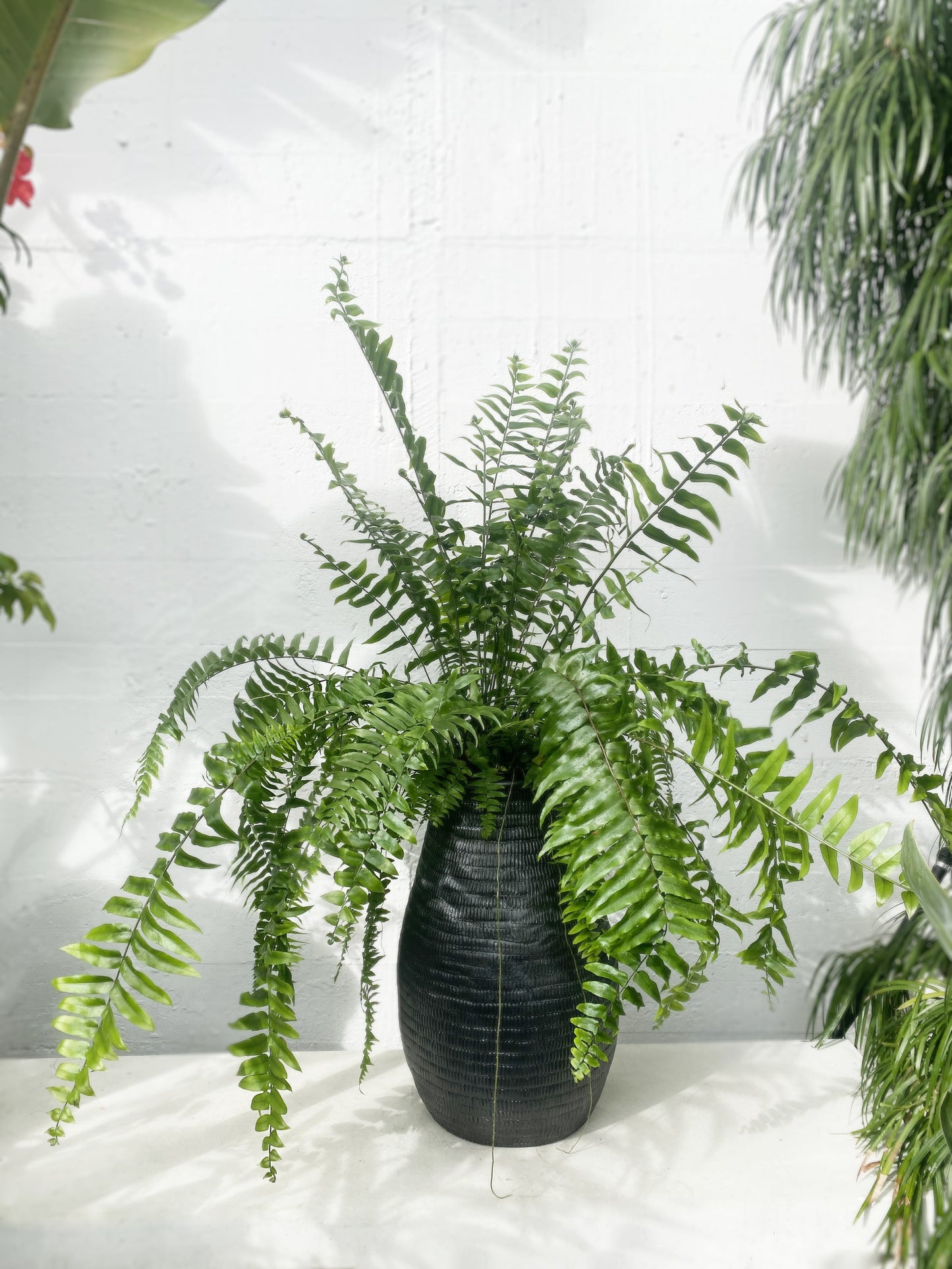 Nephrolepis macho