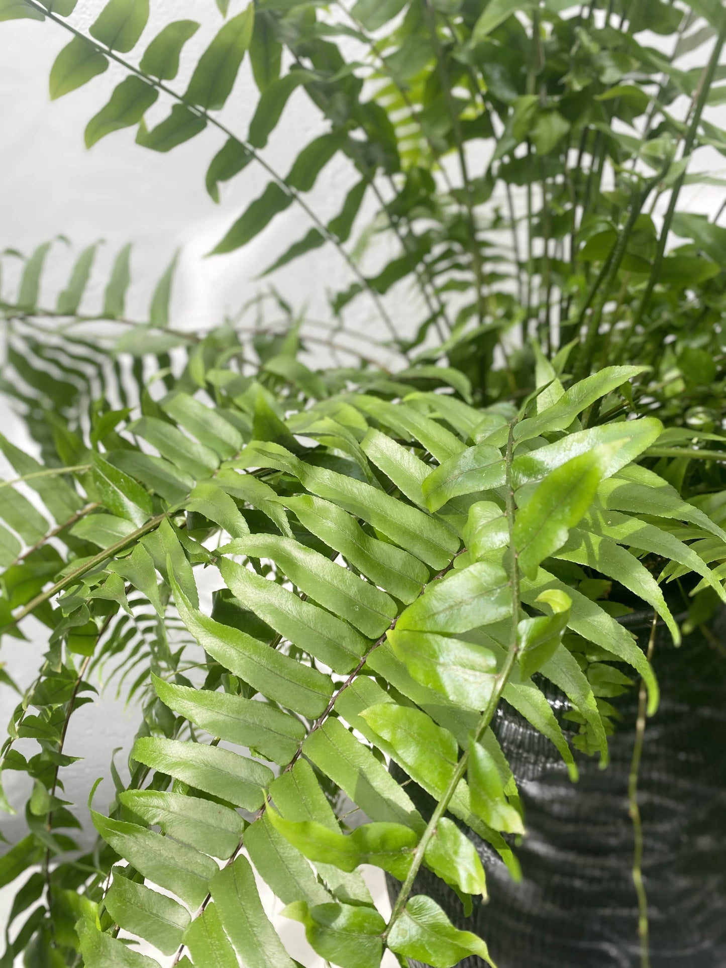 Nephrolepis macho