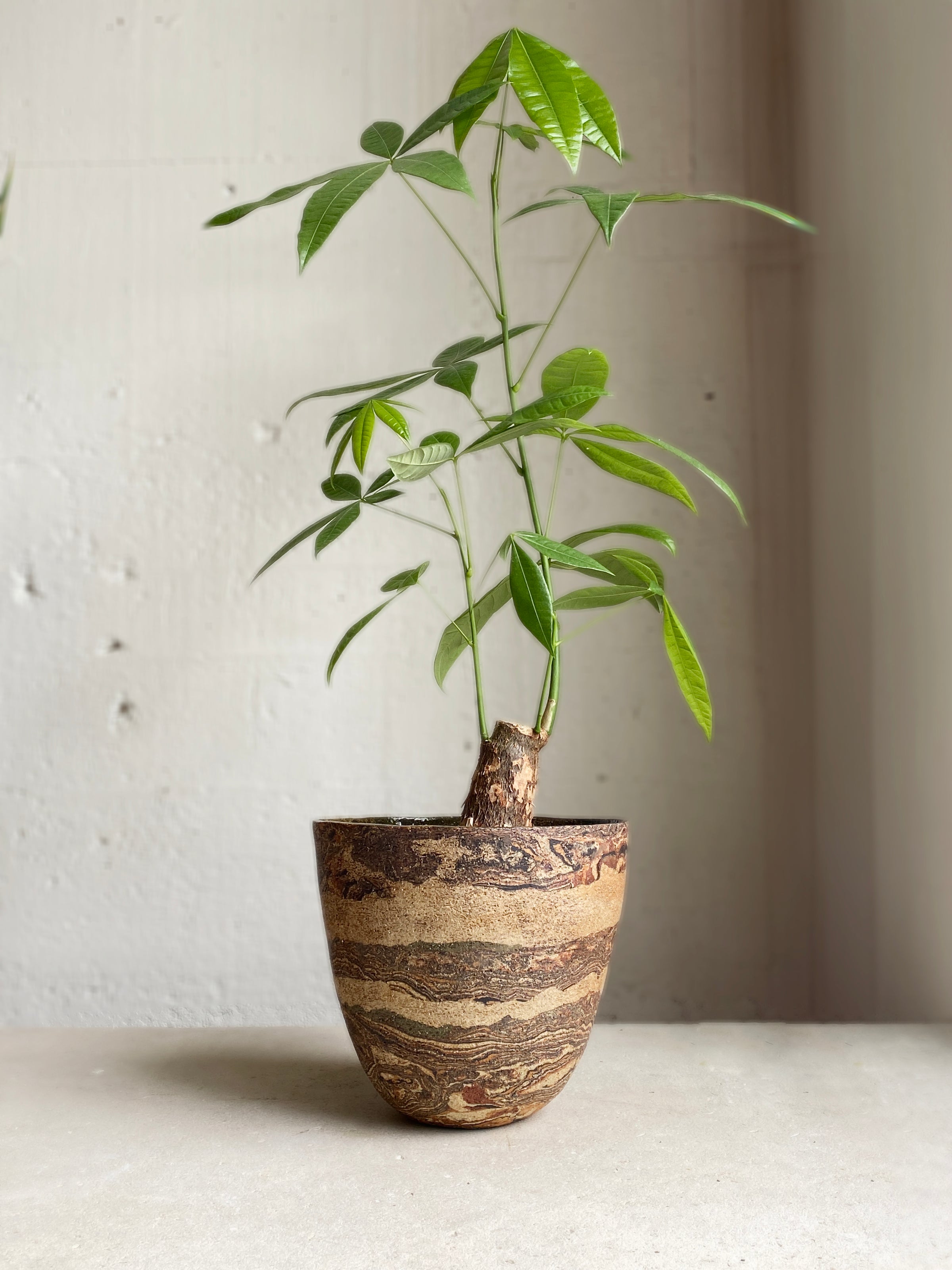 Nerikomi Fossil Bowl