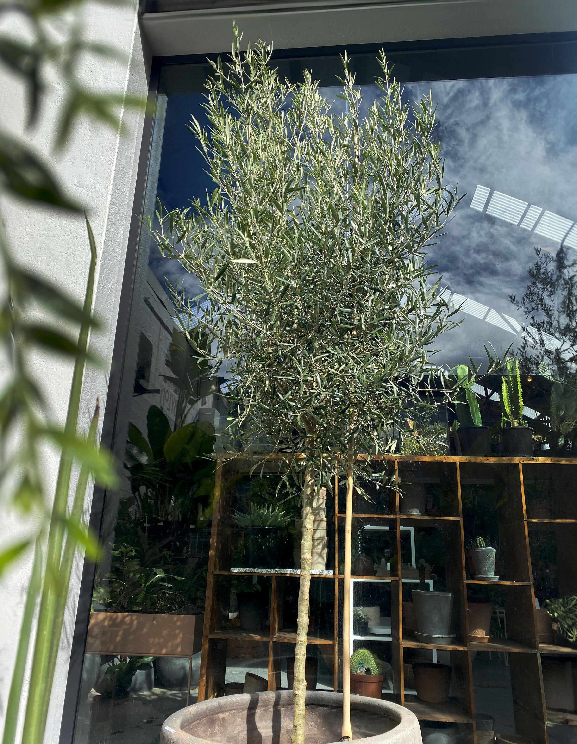 Olea Olive El Greco Standard