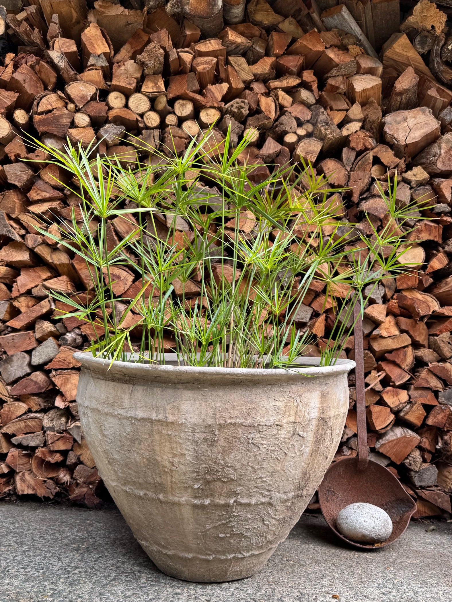 Cyperus alternifolius