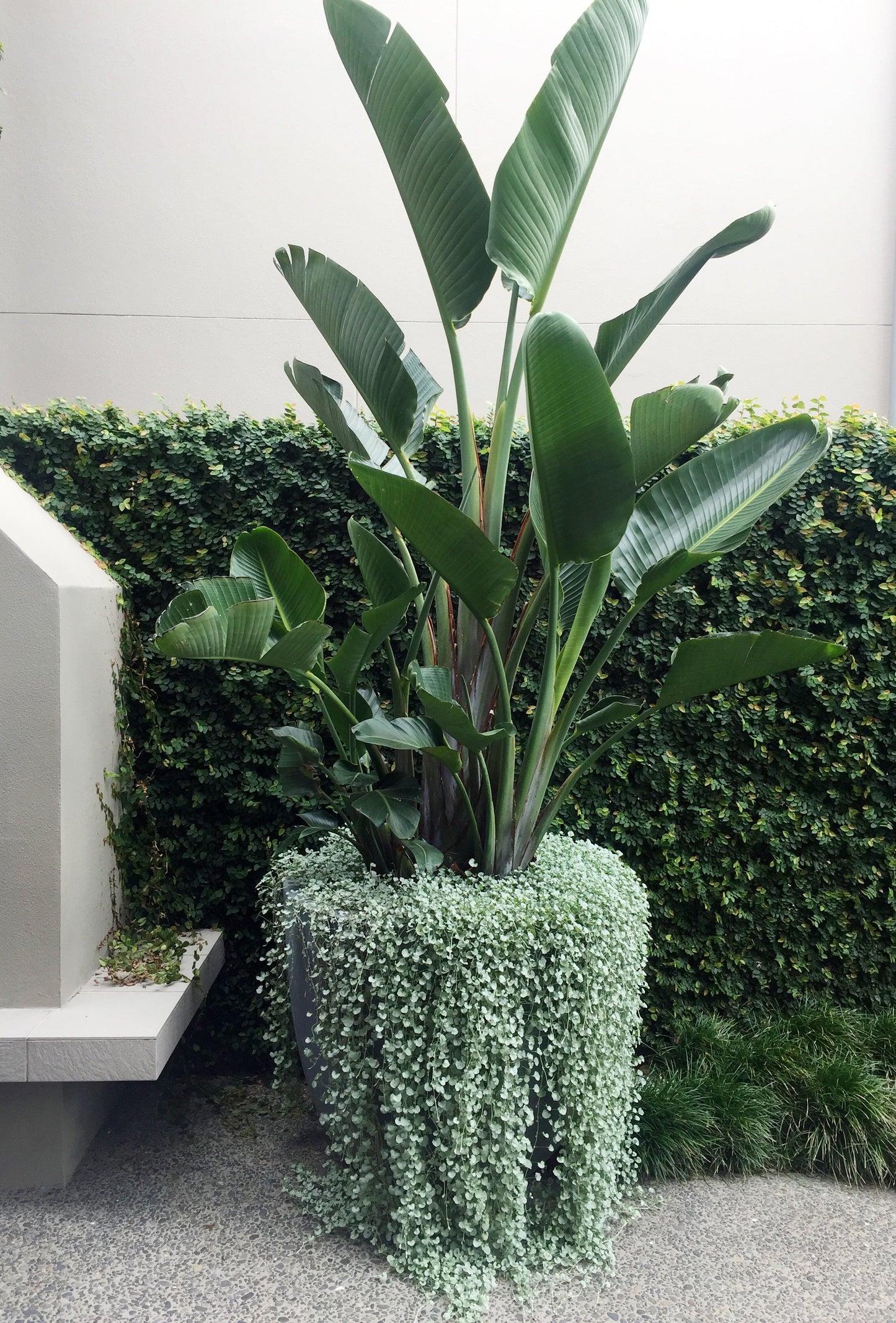 Big Bird: Strelitzia nicolai