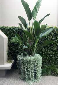 Strelitzia Nicolai in Babylon Store