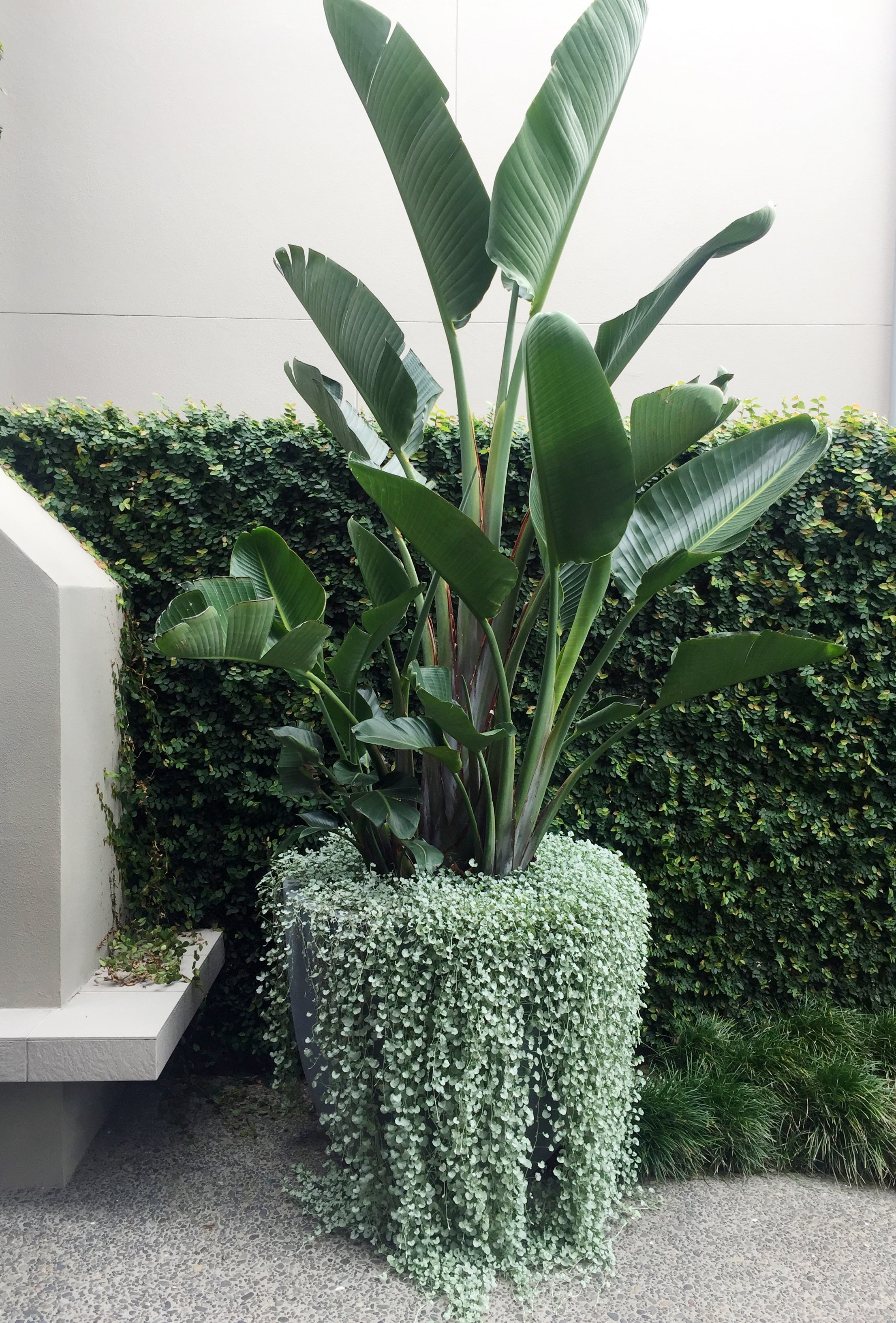 Strelitzia Nicolai in Babylon Store