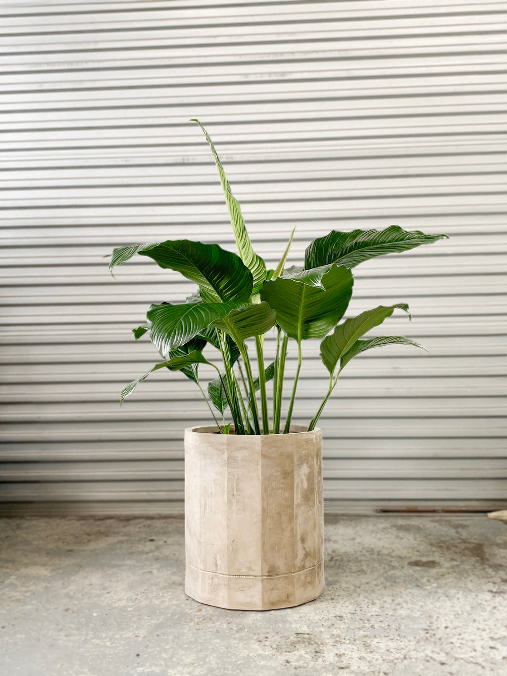 giant peace lily nz Peace Lily