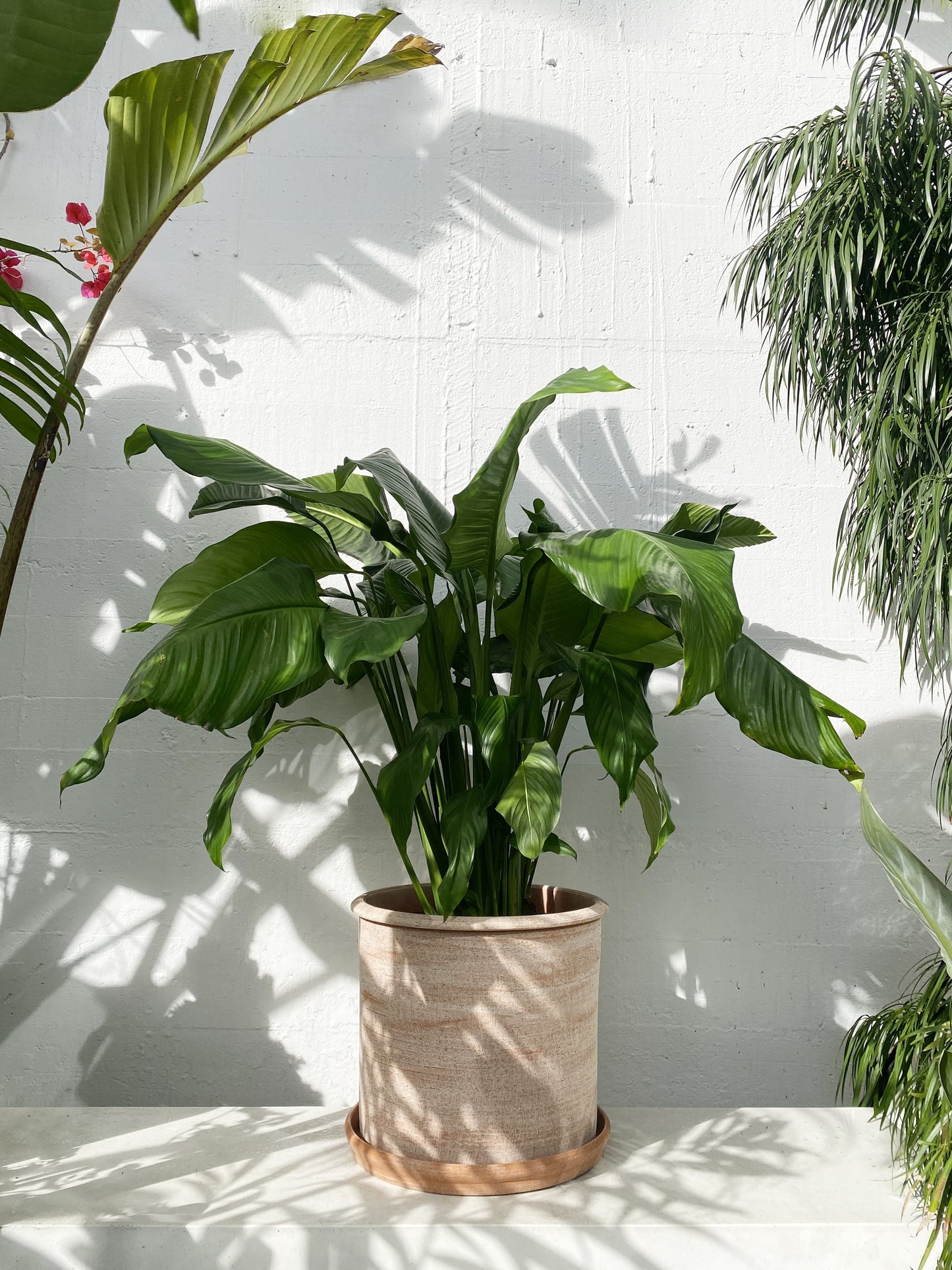 Peace Lily - Spathiphyllum