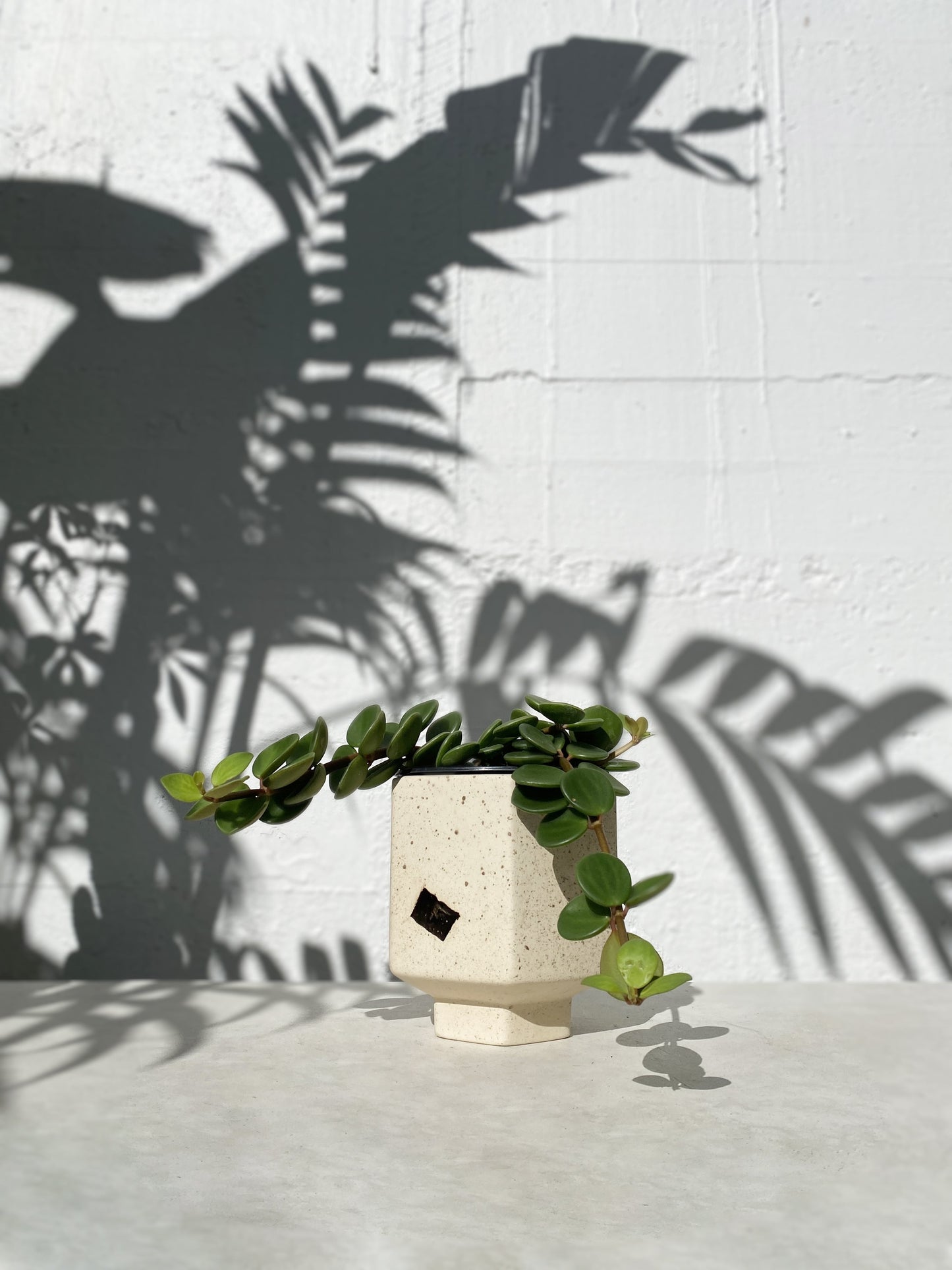 Peperomia tetraphylla hope