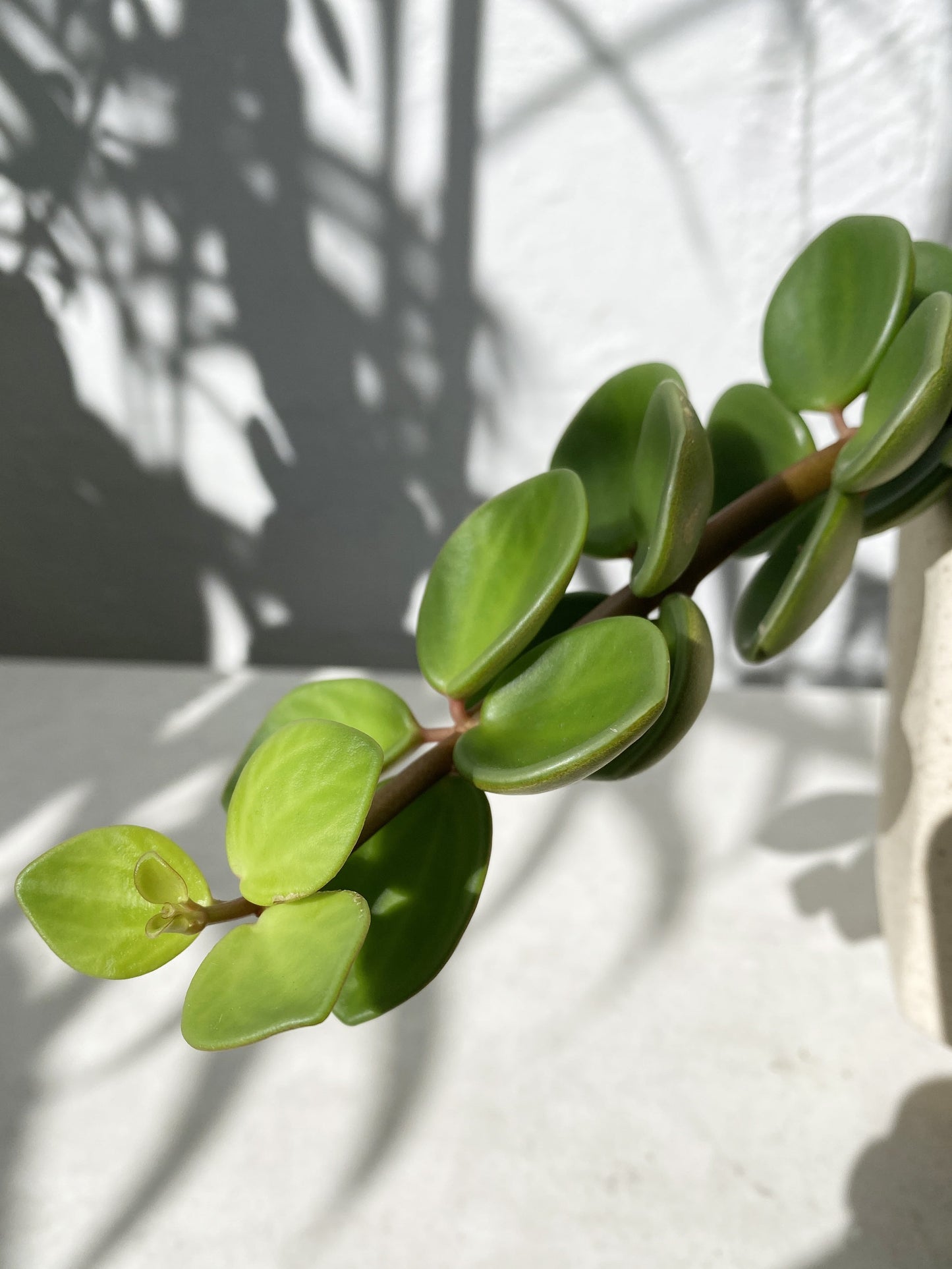 Peperomia tetraphylla hope