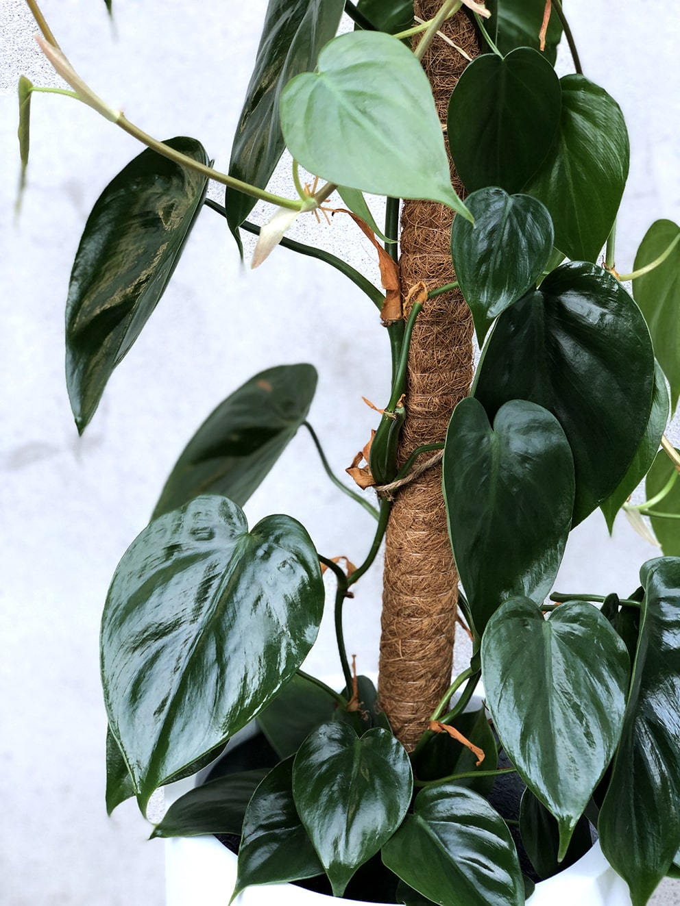 Philodendron 'Cordatum'