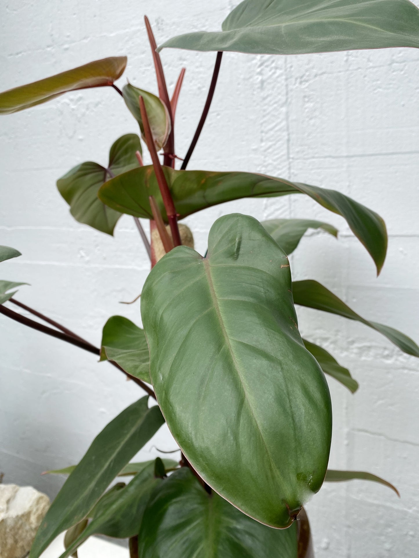 Philodendron andersons red with ponga stick