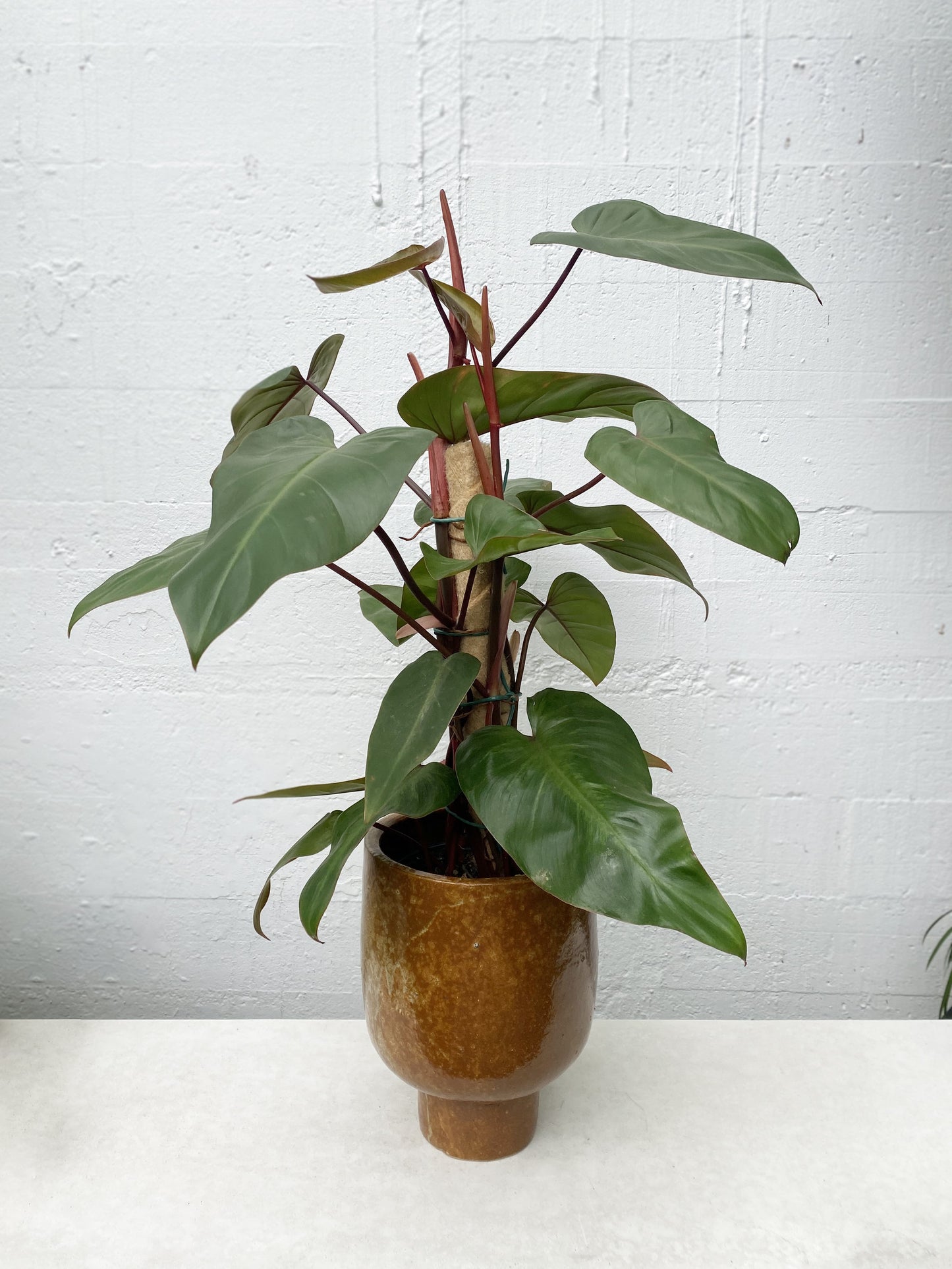 Philodendron andersons red with ponga stick