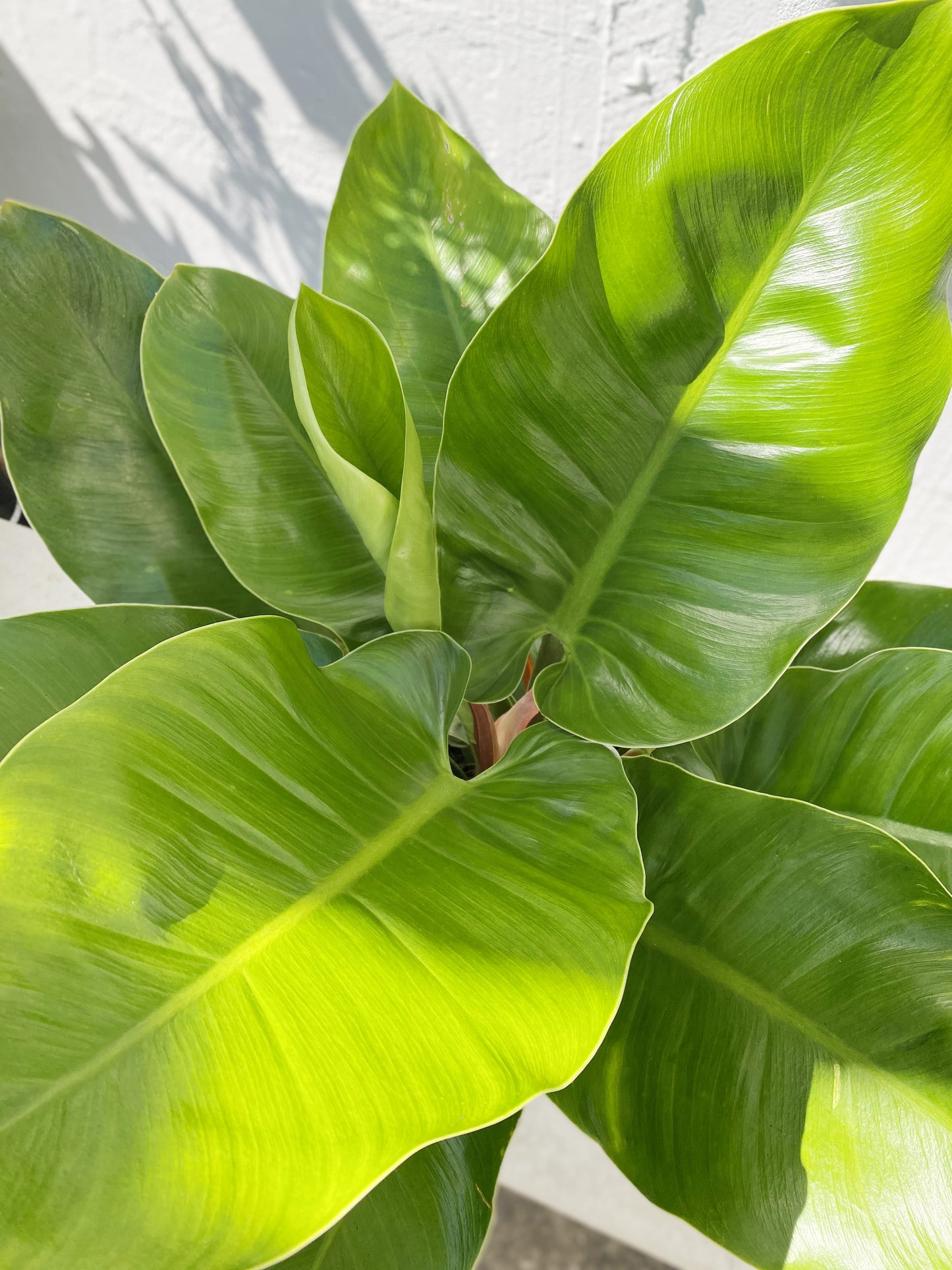 Philodendron Imperial green