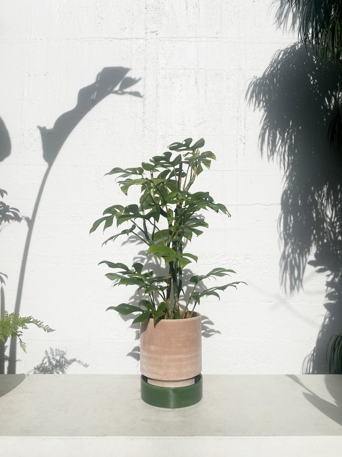 Philodendron 'minima'