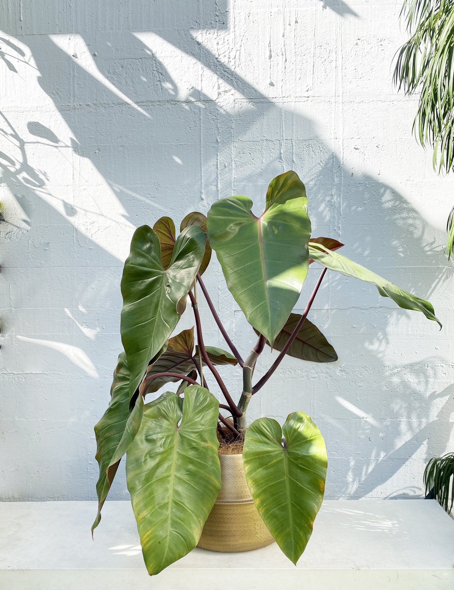 Philodendron rojo congo