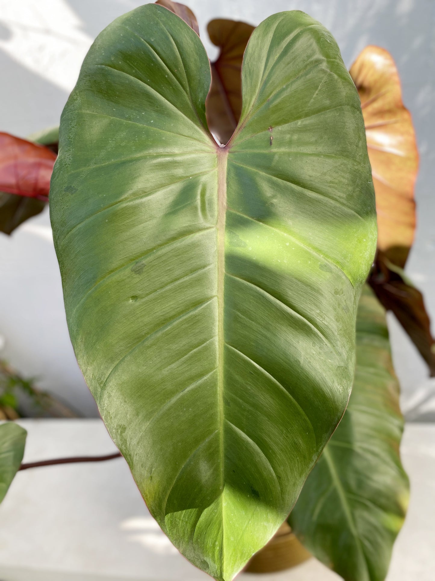 Philodendron rojo congo