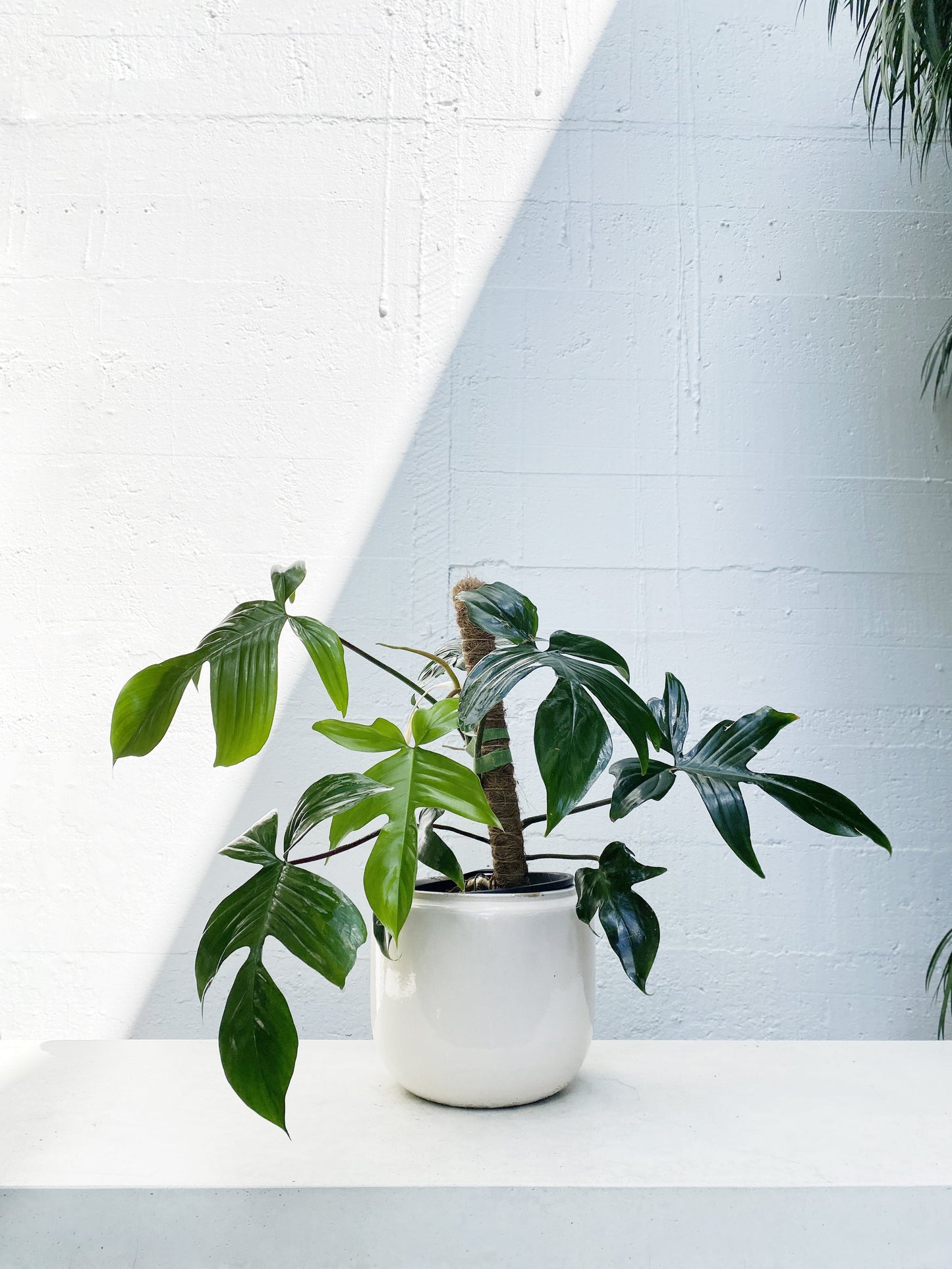 Philodendron rudolph