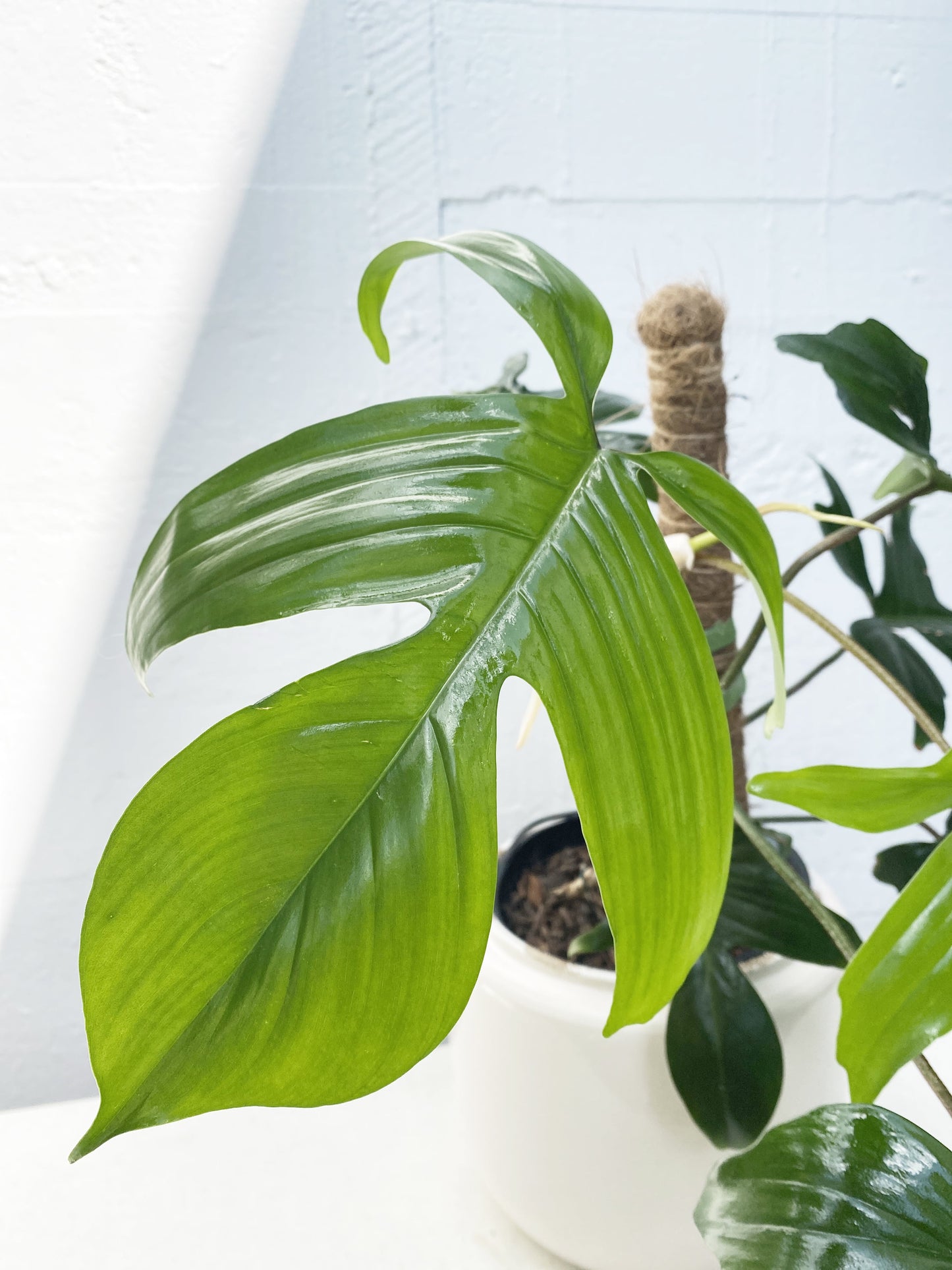 Philodendron rudolph