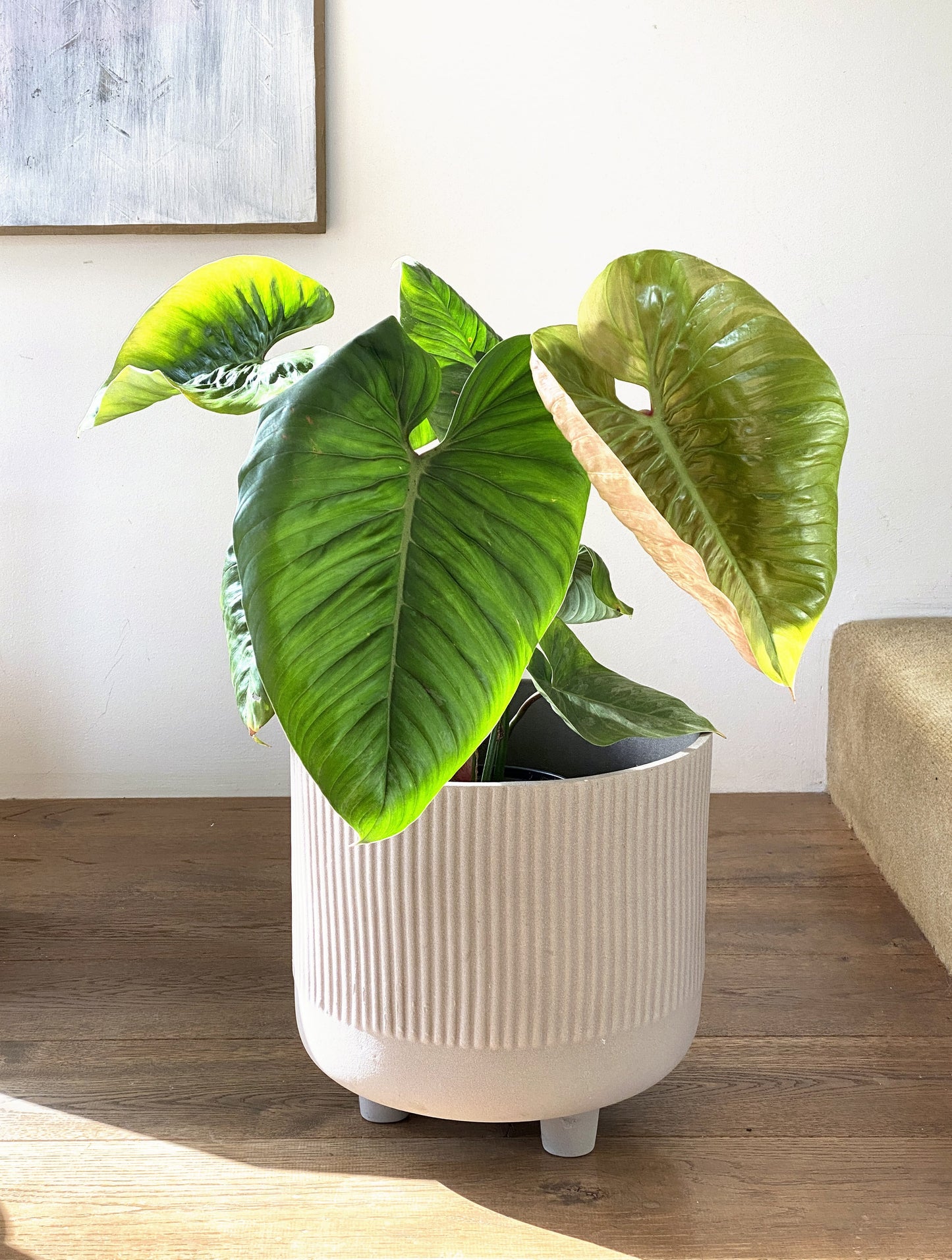 Philodendron 'sodiroi'