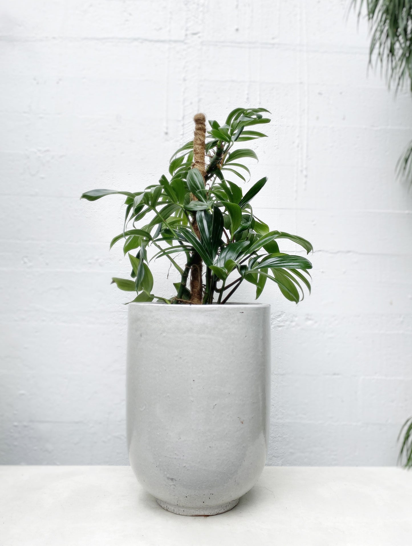 Pho planter