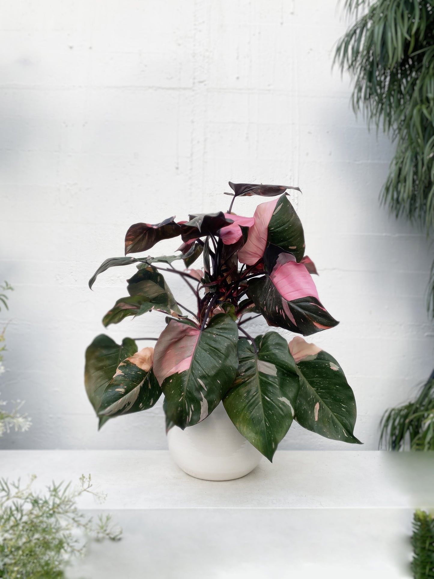 Philodendron erubescens "Pink Princess"